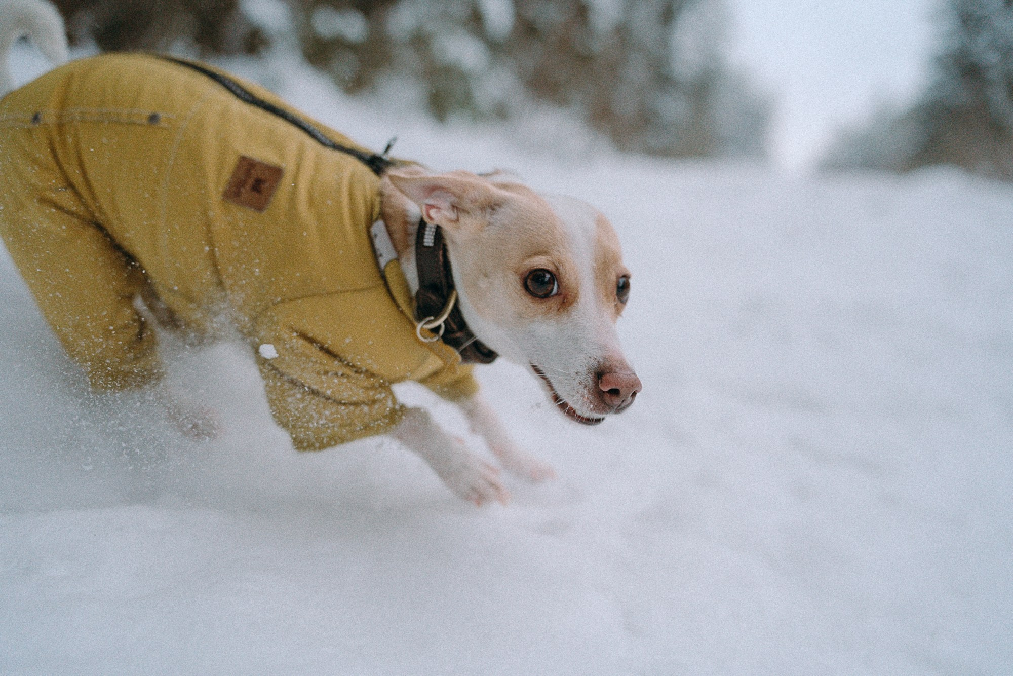 Алина, Ваниль и Элис. Фотограф анималист в Москве и Санкт-Петербурге Свиридова Анна