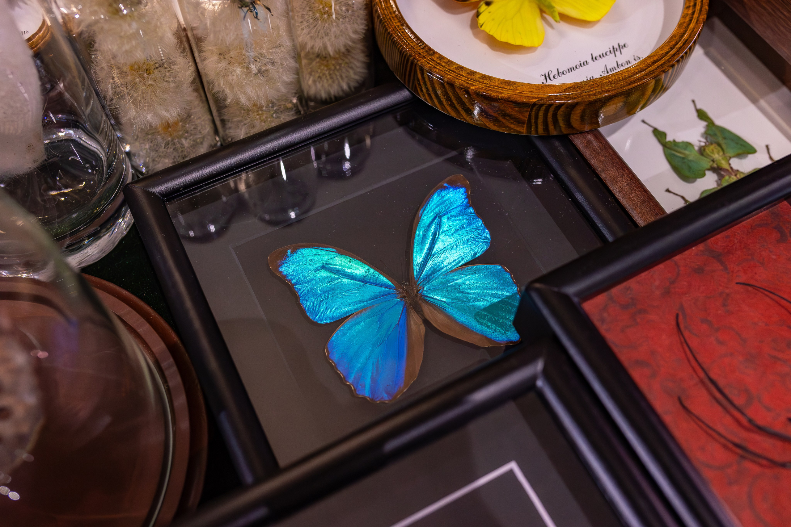 Орхидиум сентябрь 2025. Александра Куликова фотограф, Москва