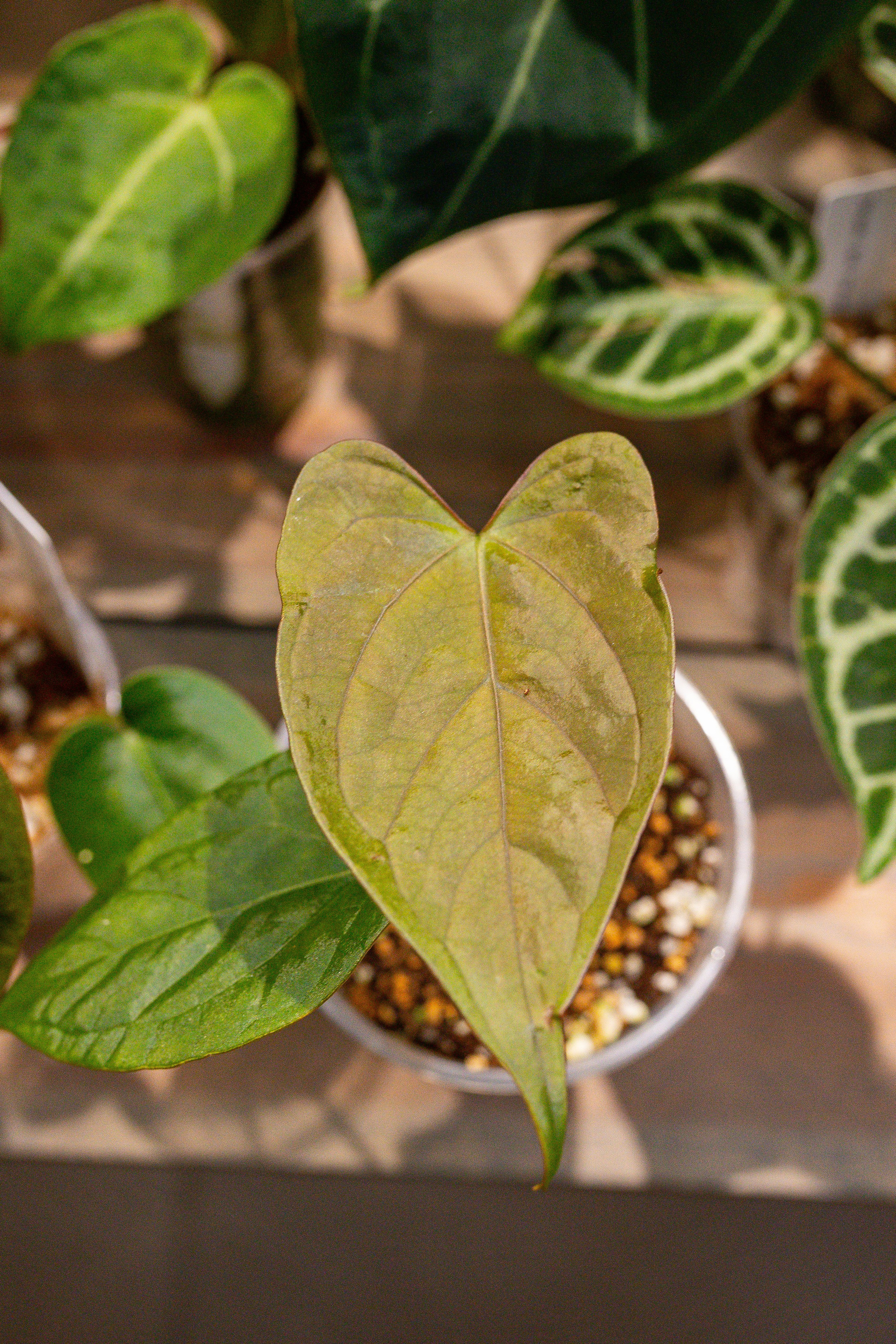 Ярмарка Green Rare 20.09.25. Александра Куликова фотограф, Москва