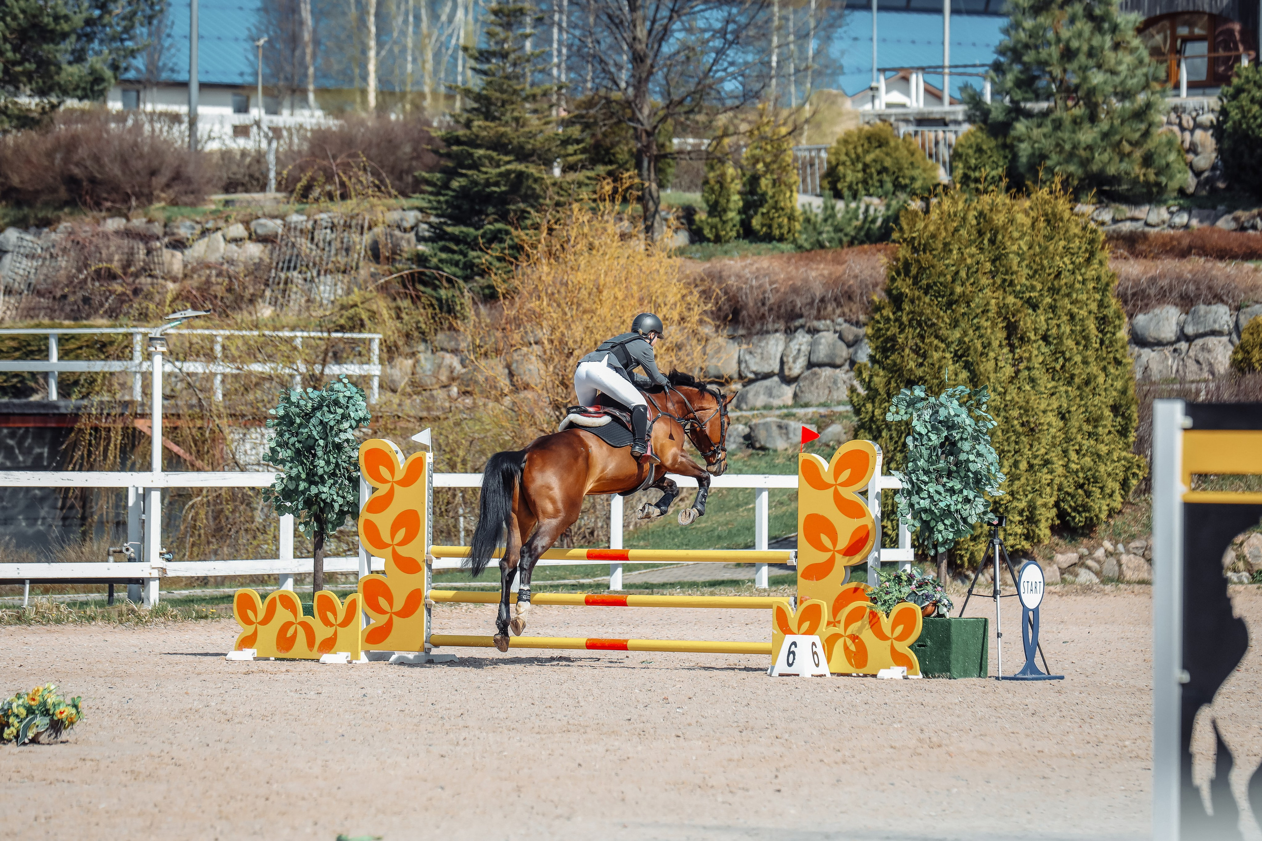 Лошади Евы Демидовой. Ева Демидова. Спортсмен по конкуру в Санкт-Петербуре