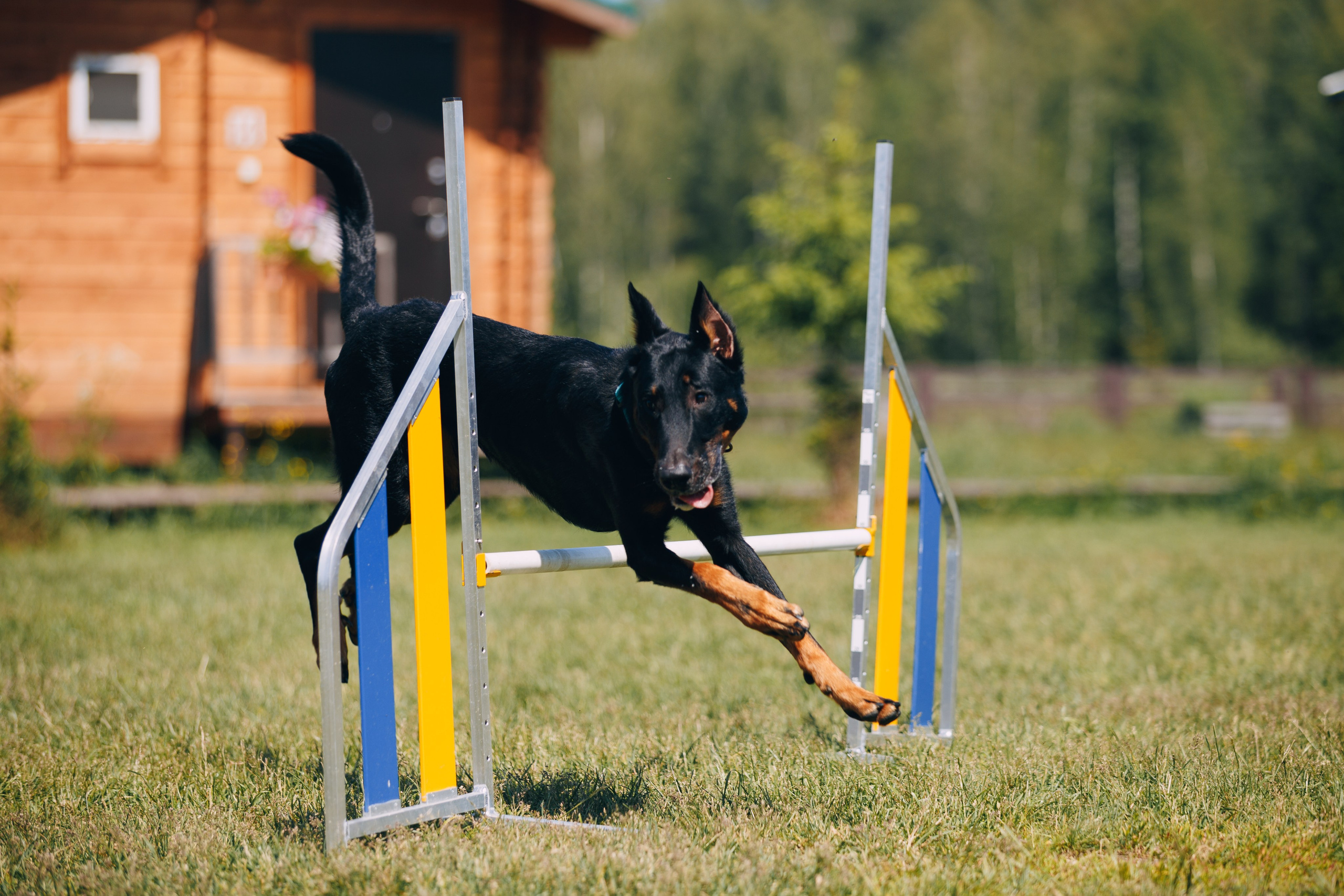 Кинологический лагерь в Горыныче. Фотограф анималист Кристина Карпова, Москва
