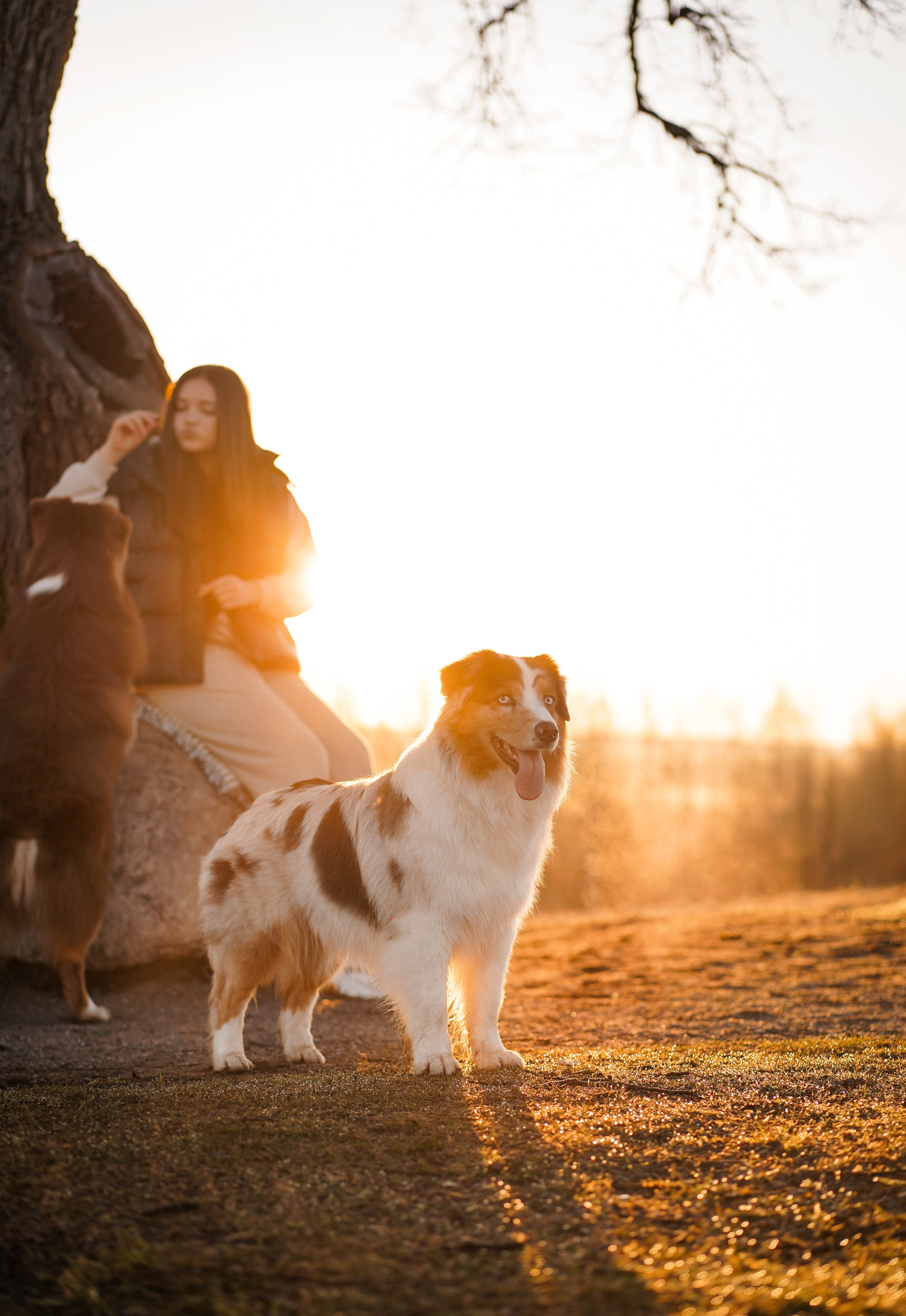Кристина Рокки и Валькирия. Фотограф-анималист в Санкт-Петербурге Яна Мартынова