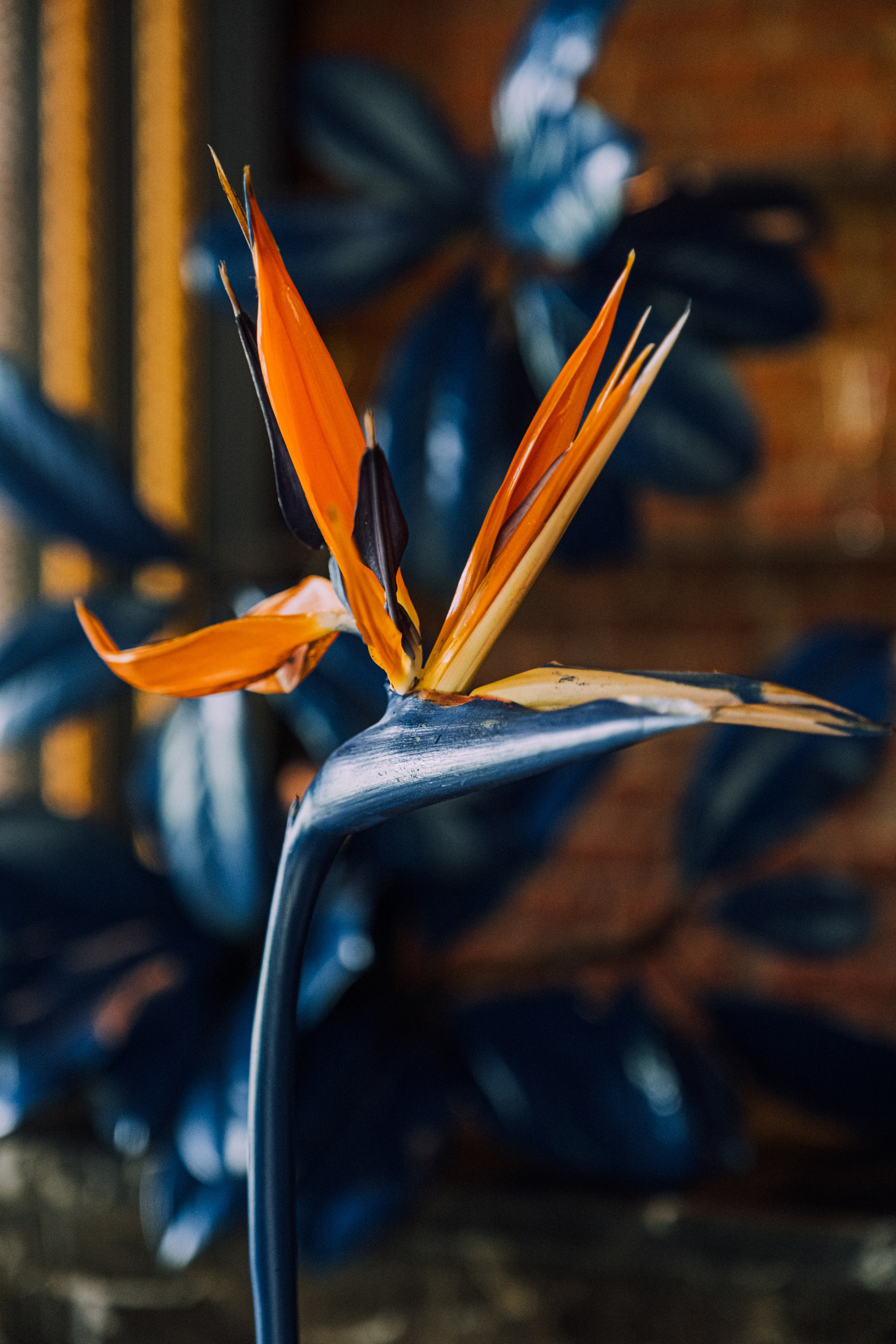 Аркея. Свадебный Видеограф Фотограф в Сочи