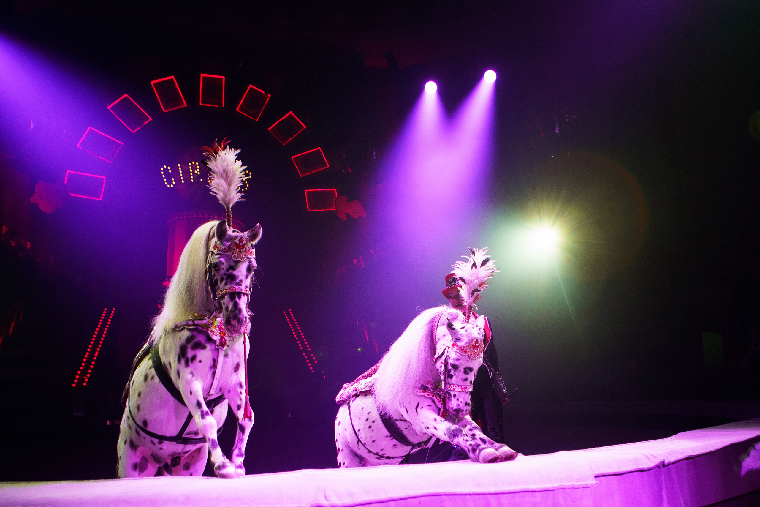 Грандиозный «БУРЛЕСК» Гии Эрадзе ВПЕРВЫЕ в Новосибирском цирке!. Фотомастерская Воробьевых