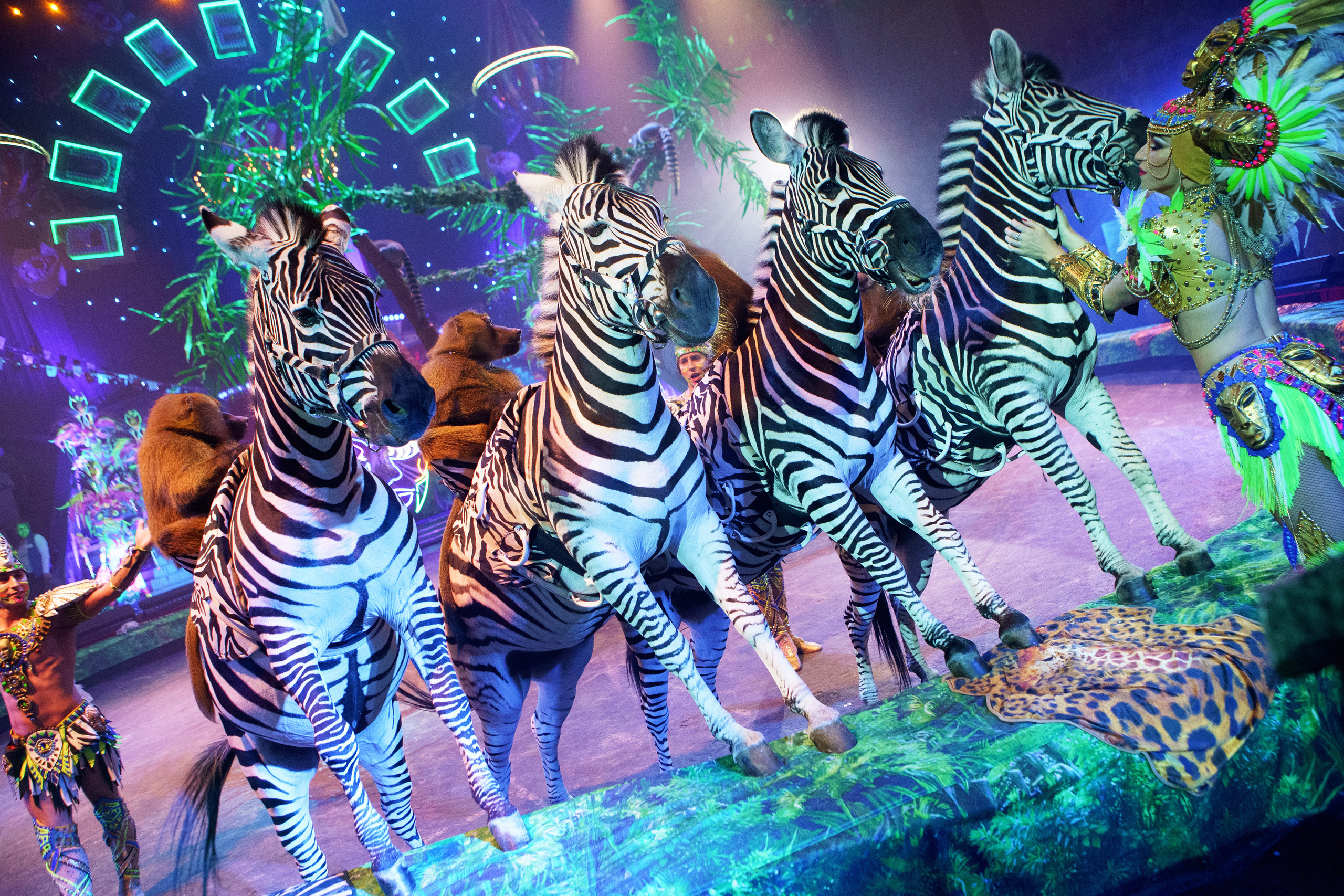 Грандиозный «БУРЛЕСК» Гии Эрадзе ВПЕРВЫЕ в Новосибирском цирке!. Фотомастерская Воробьевых