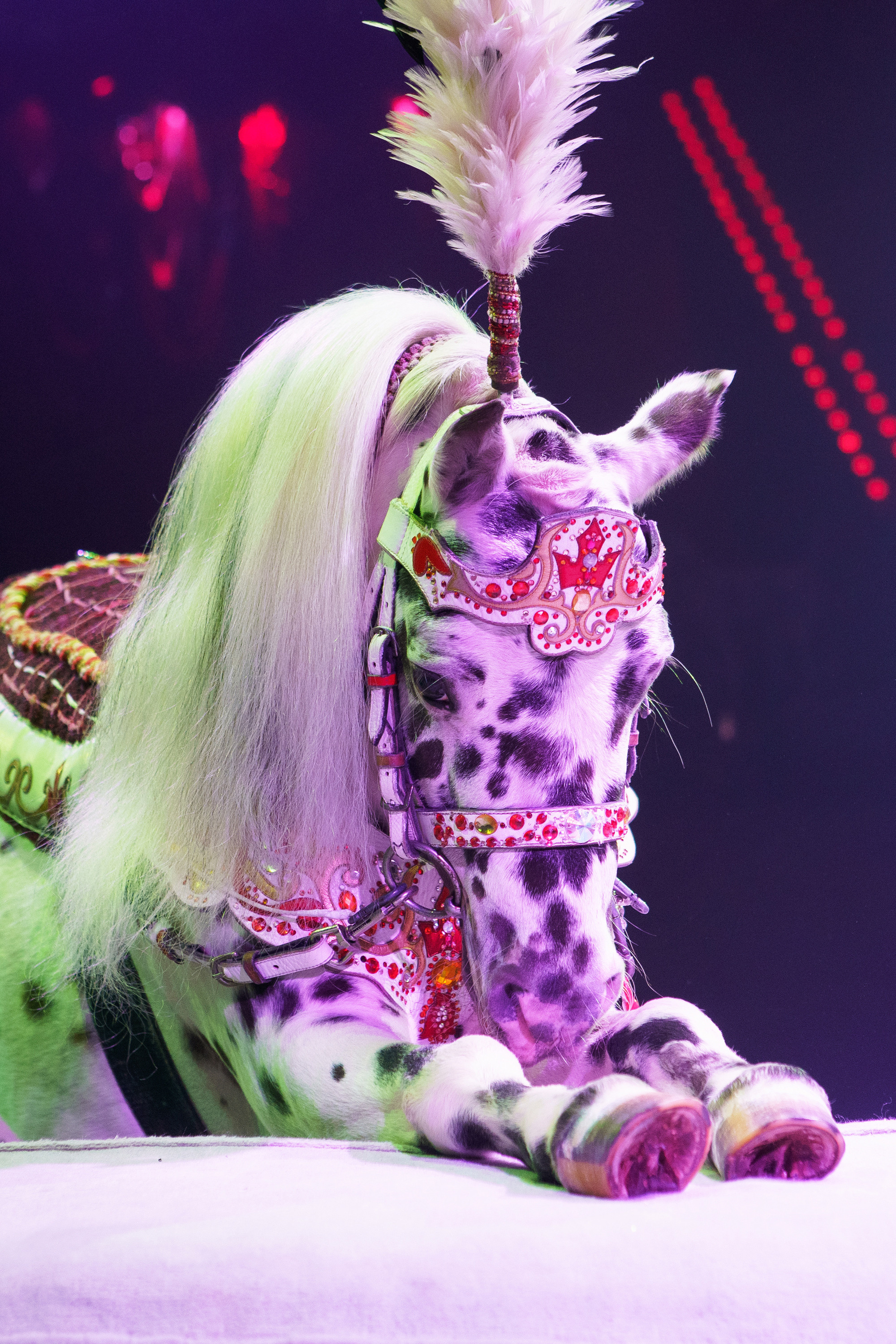 Грандиозный «БУРЛЕСК» Гии Эрадзе ВПЕРВЫЕ в Новосибирском цирке!. Фотомастерская Воробьевых