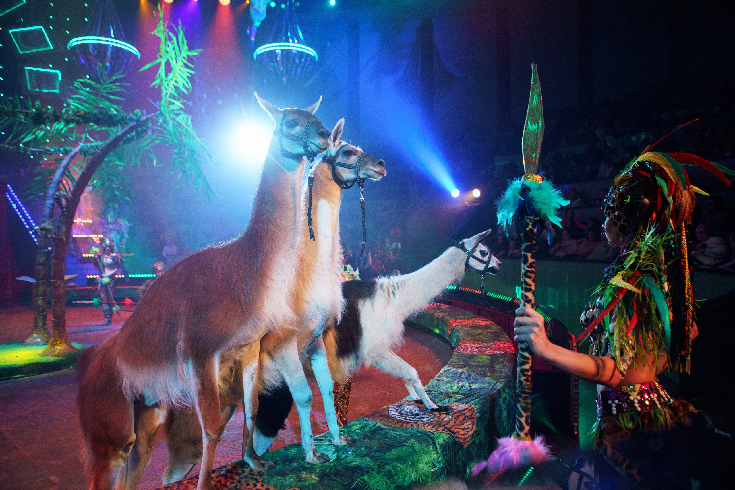 Грандиозный «БУРЛЕСК» Гии Эрадзе ВПЕРВЫЕ в Новосибирском цирке!. Фотомастерская Воробьевых