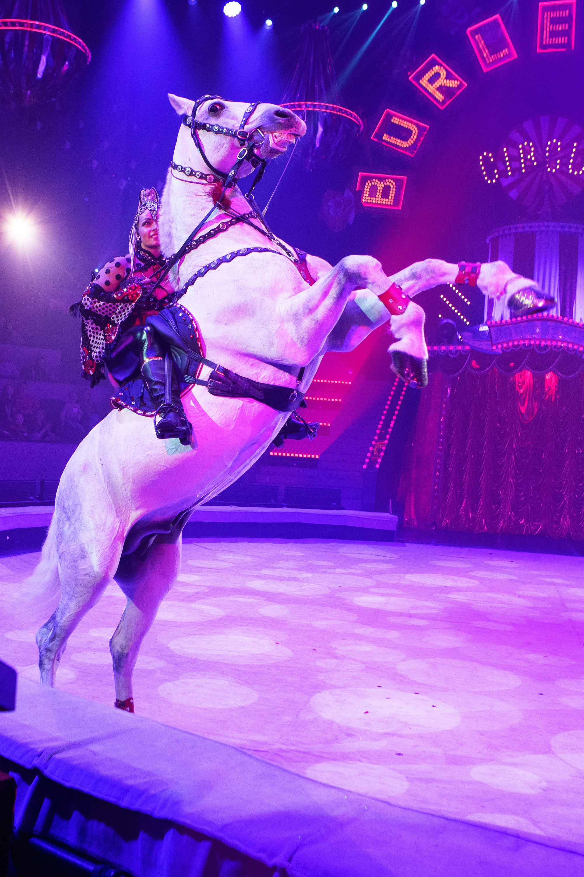 Грандиозный «БУРЛЕСК» Гии Эрадзе ВПЕРВЫЕ в Новосибирском цирке!. Фотомастерская Воробьевых