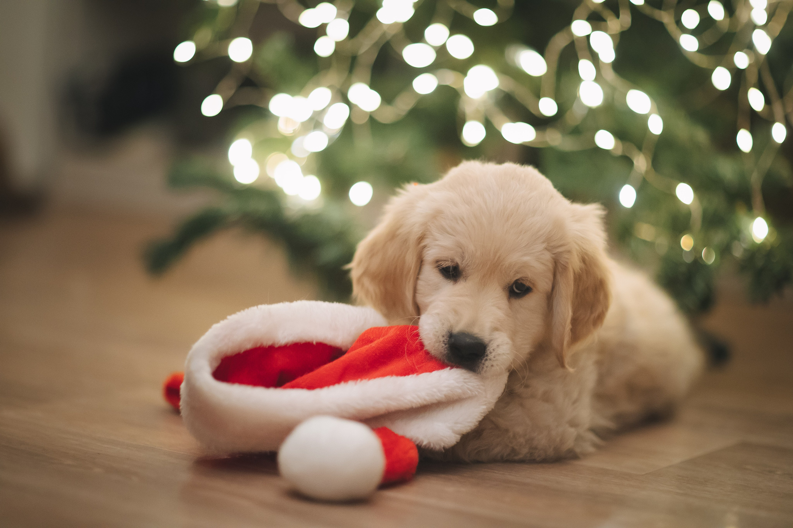Снежик и Веста, НГ. Свадебный и женский фотограф
