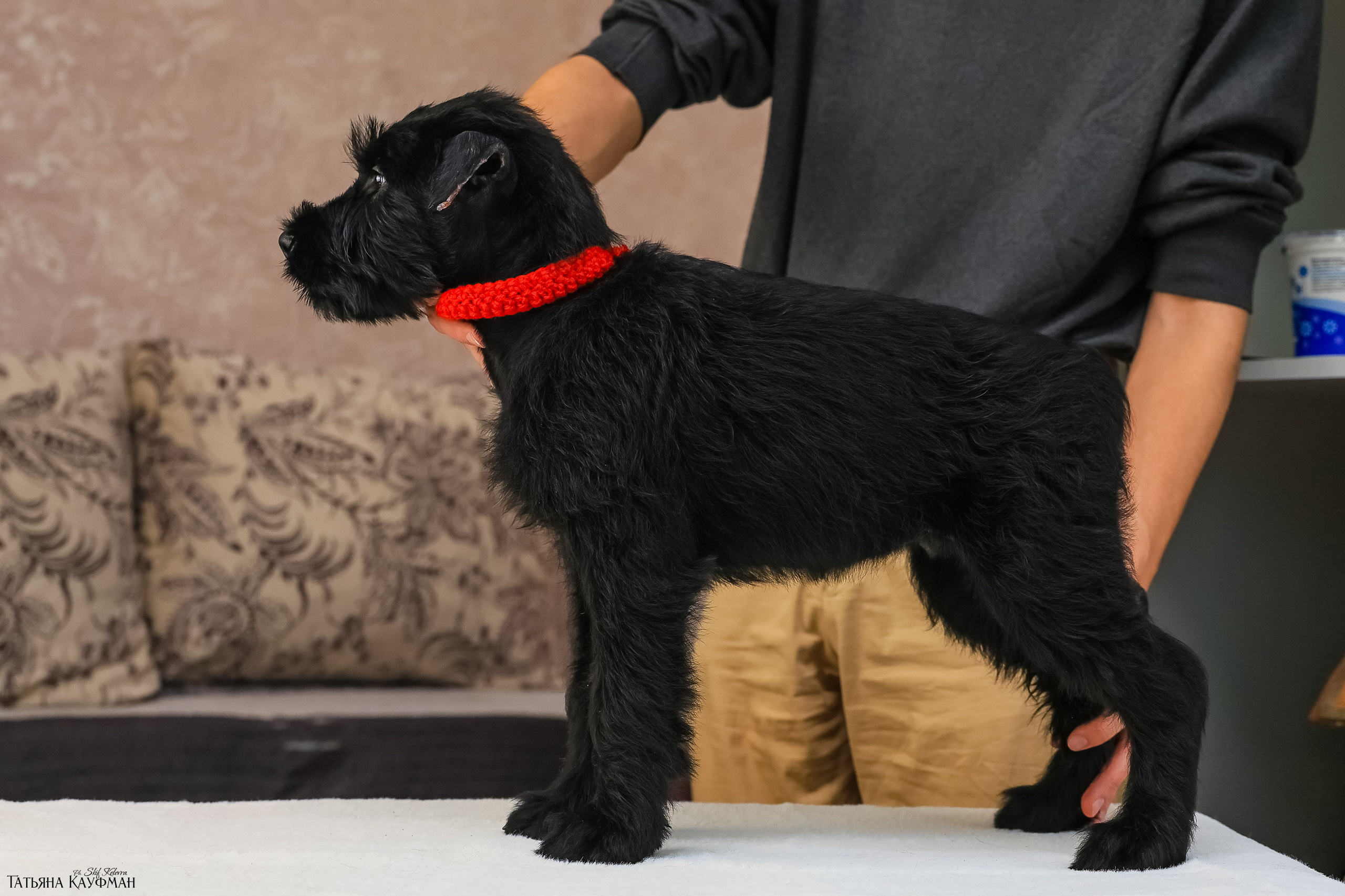 Ризеншнауцеры 2 месяца. Фотограф Анималист из Новосибирска Татьяна Кауфман