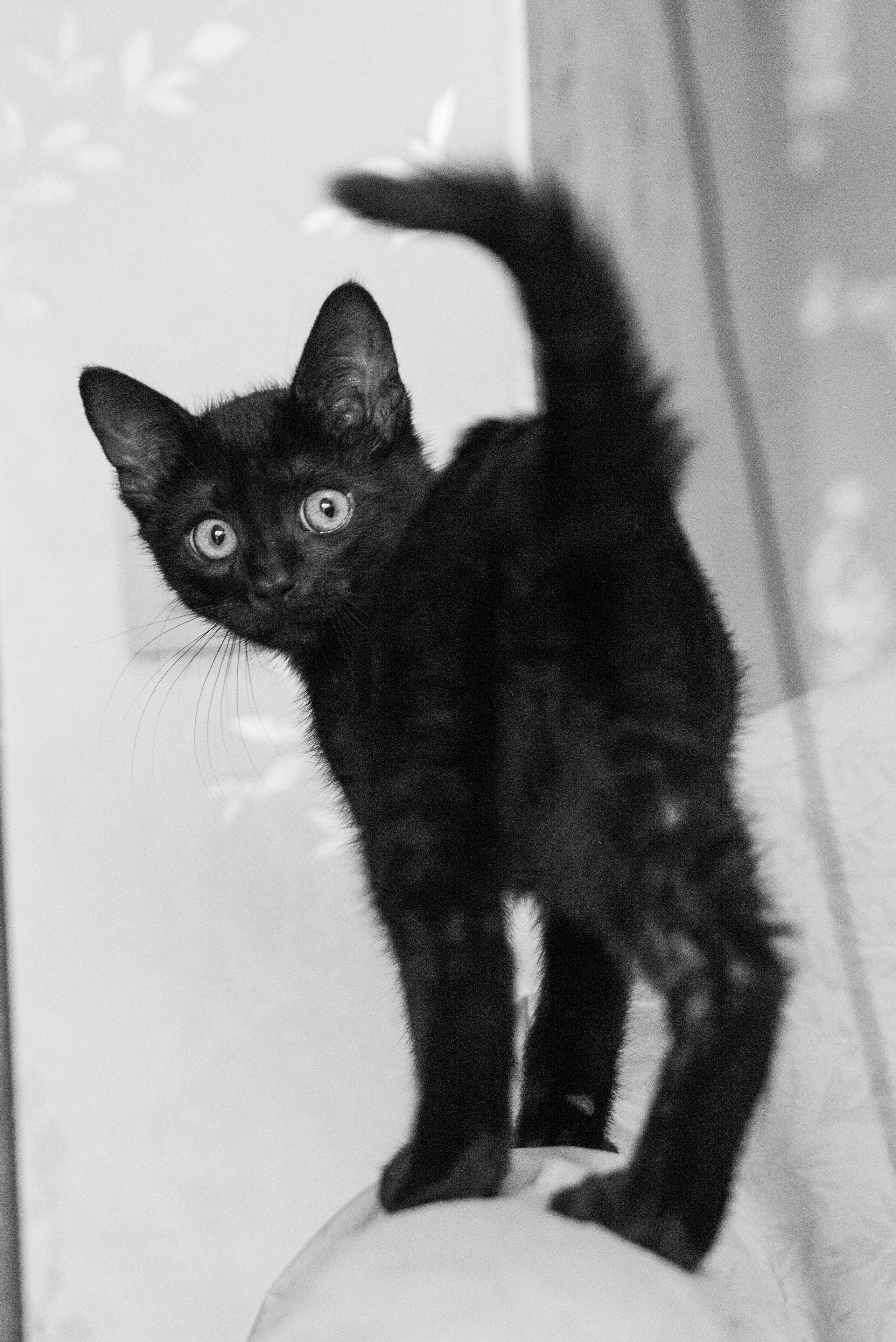 Котёнок. Фотосессии