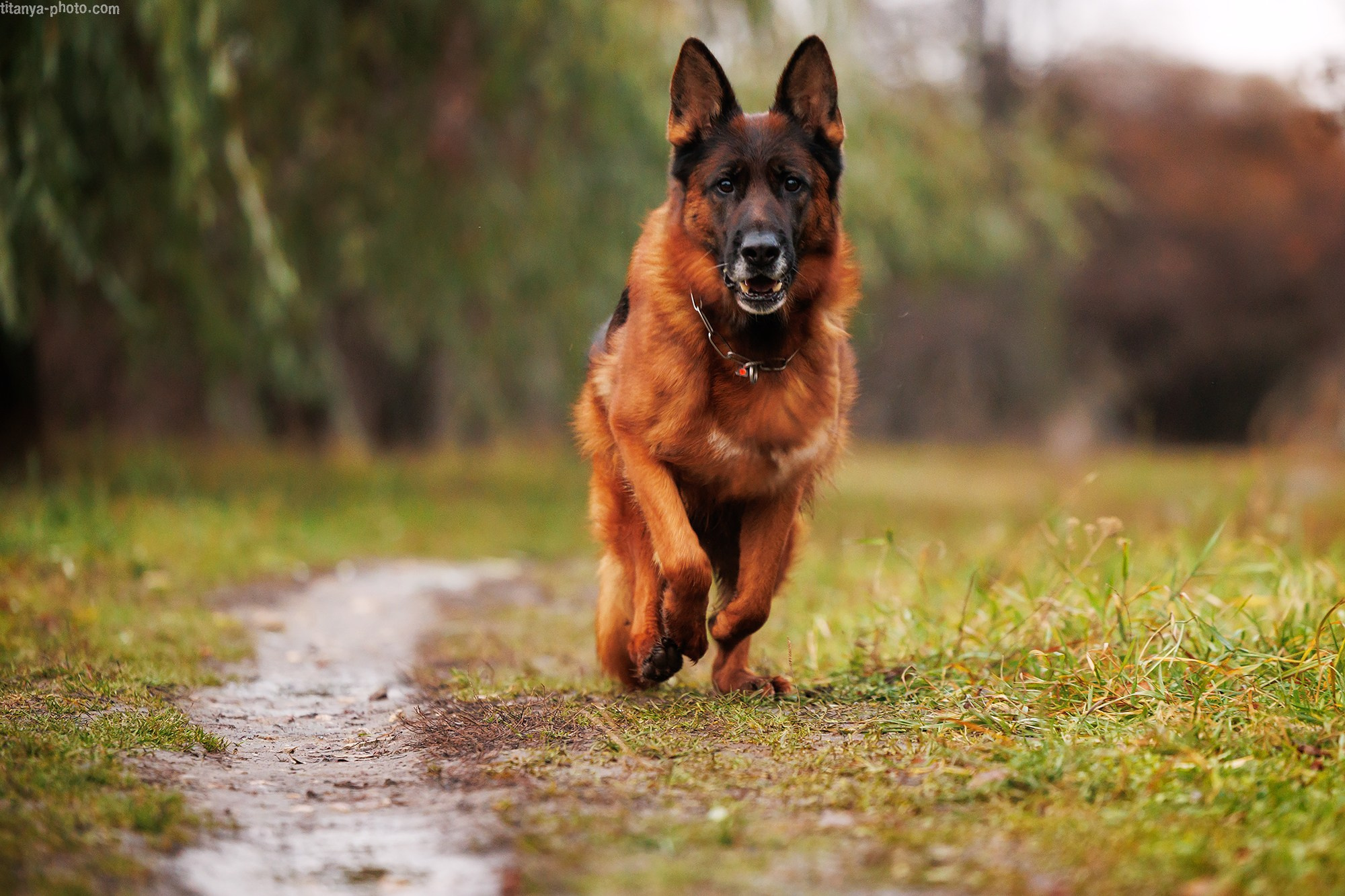 Вика, Даша и их четвероногие друзья: Де Орсе Мак Флай Онли Ю, Устина и Барселона. Фотограф собак, фотограф-анималист Аня Титова (Titanya). Москва
