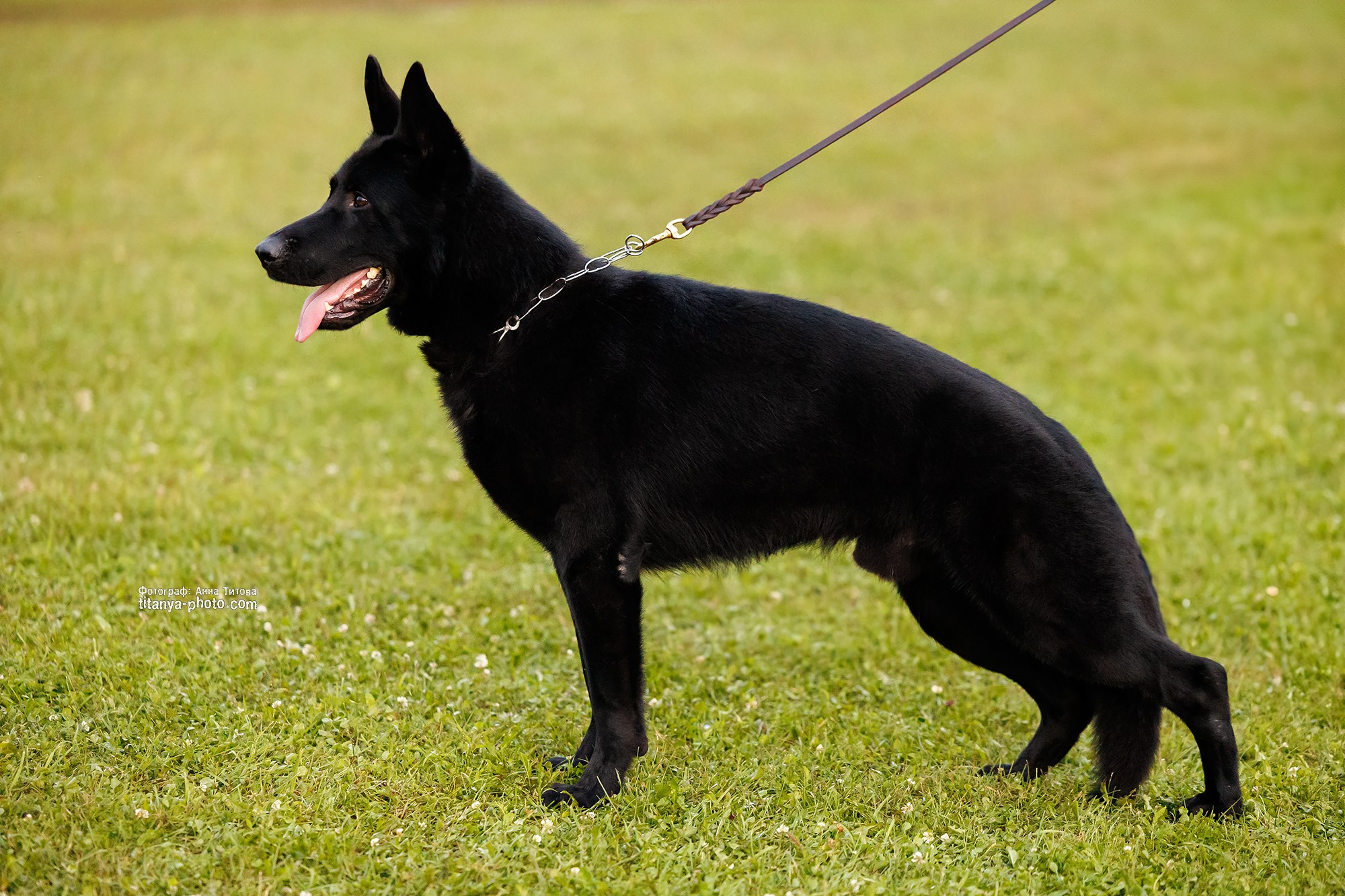 Немецкие овчарки: фото из рингов и вне ринга, мутпроба (фотографии с выставок). Фотограф собак, фотограф-анималист Аня Титова (Titanya). Москва