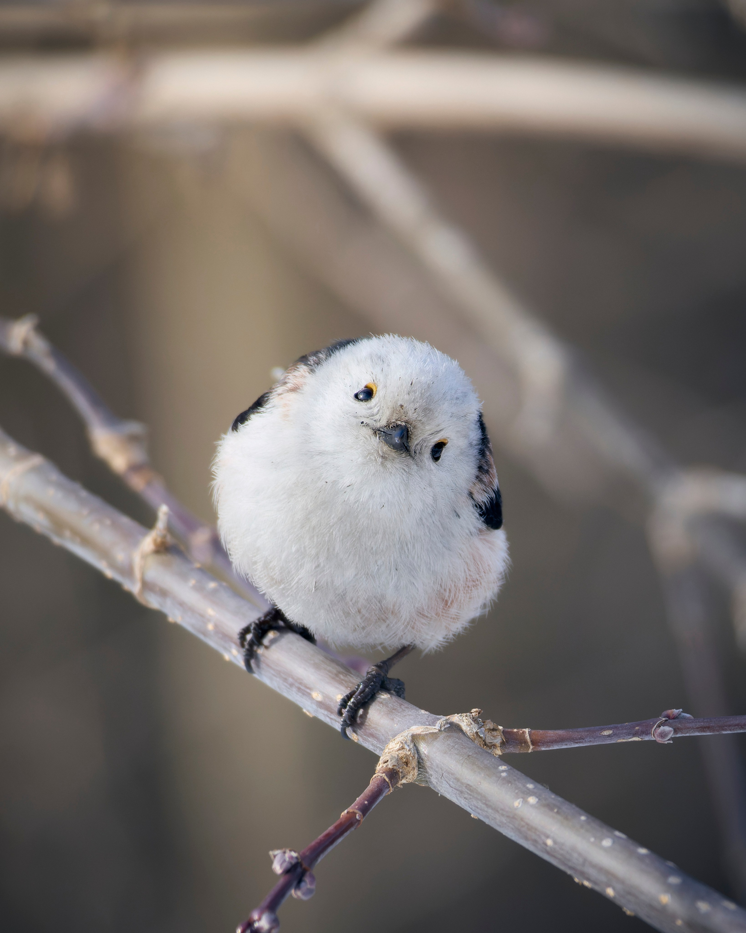 Voronezh 2024. Anton Chernov | Wildlife photographer