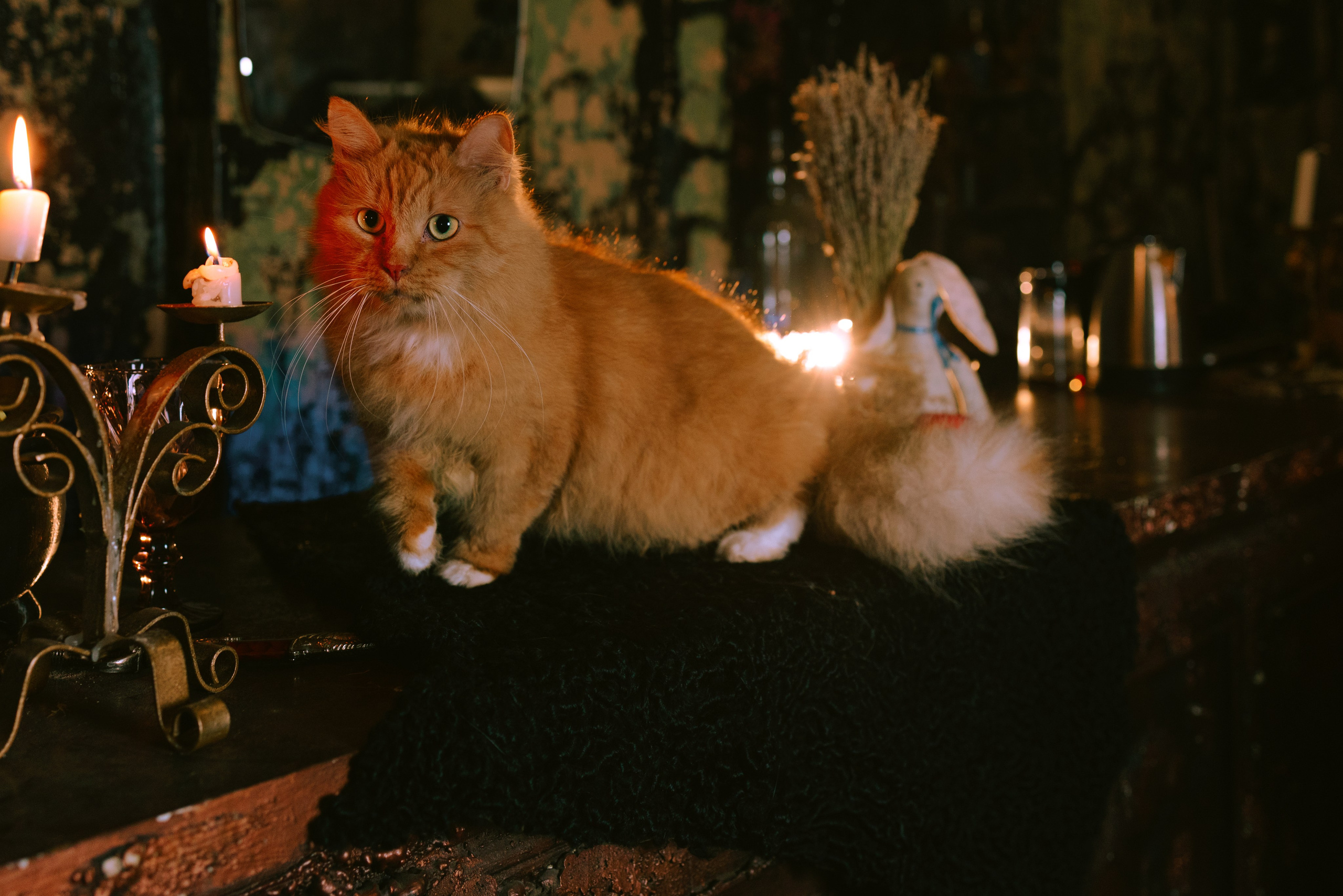 Съёмка домашних животных