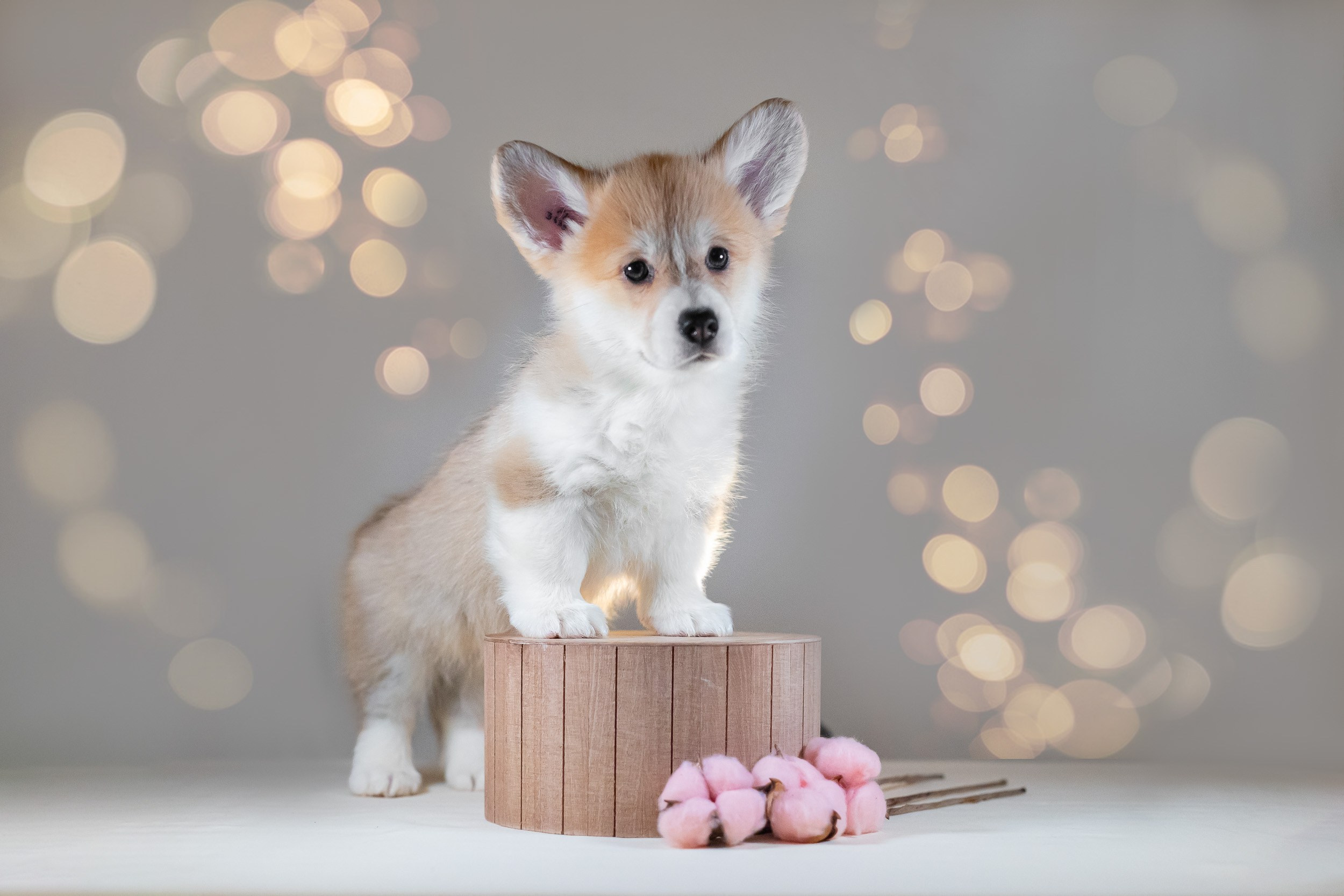 Вельш Корги Пемброк. Фотограф анималист, семейный фотограф, фотограф собак Комратова Мария. г. Москва
