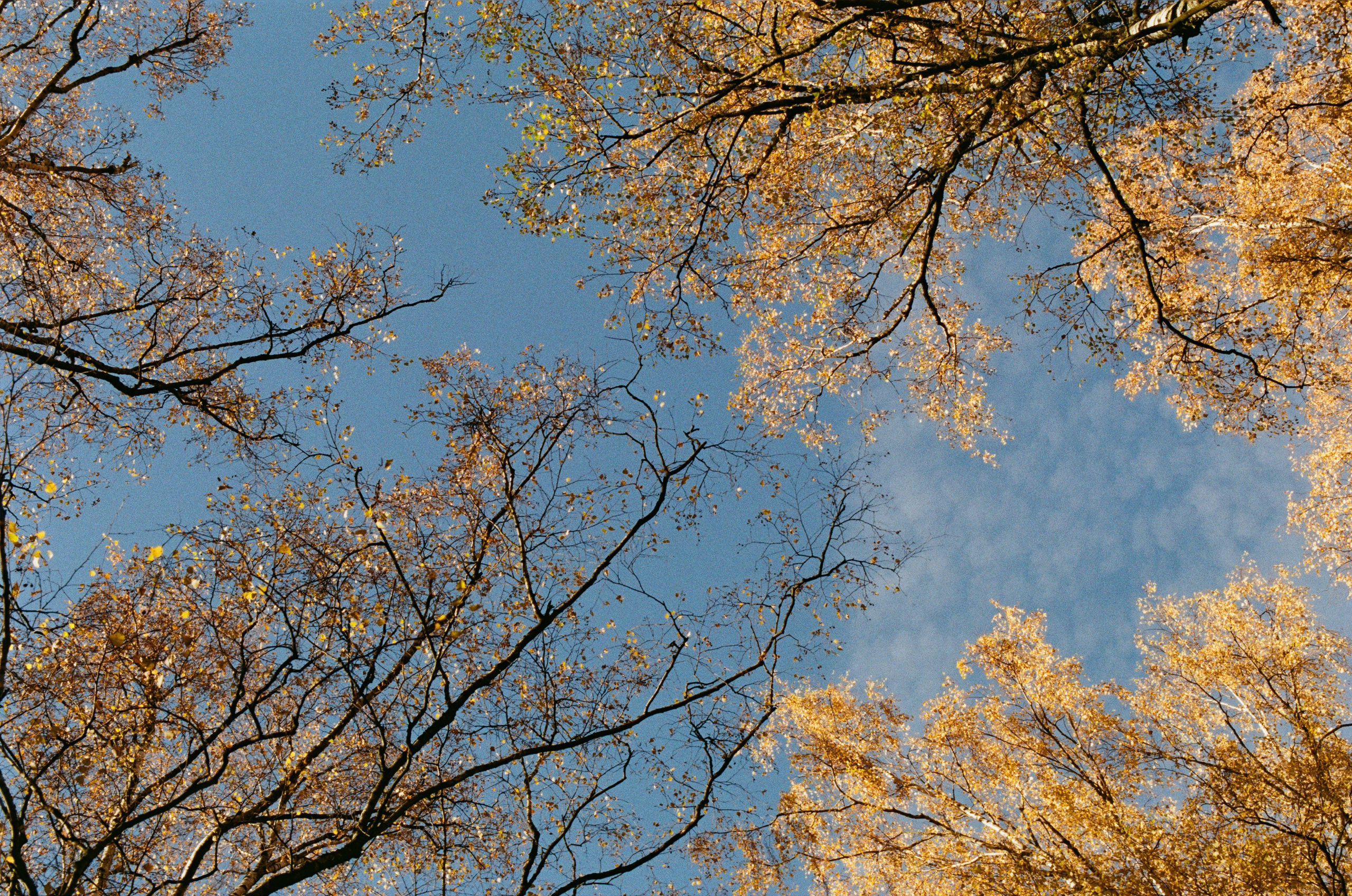 Golden brown. EVER EXPOSED