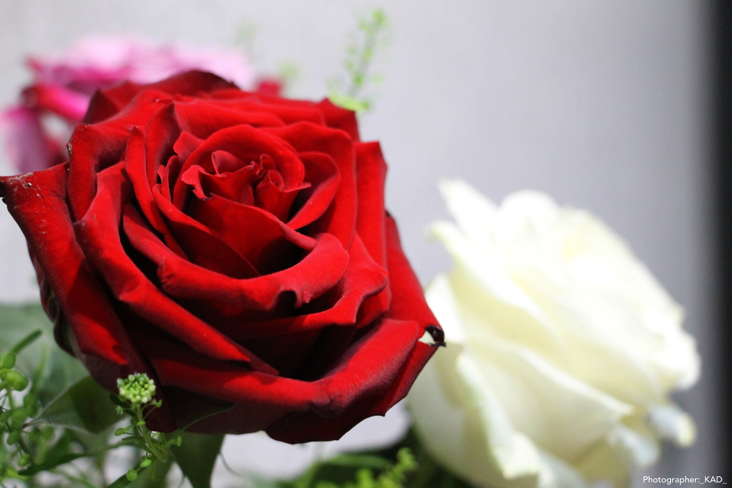 Макросъемка. Photographer K.A.D