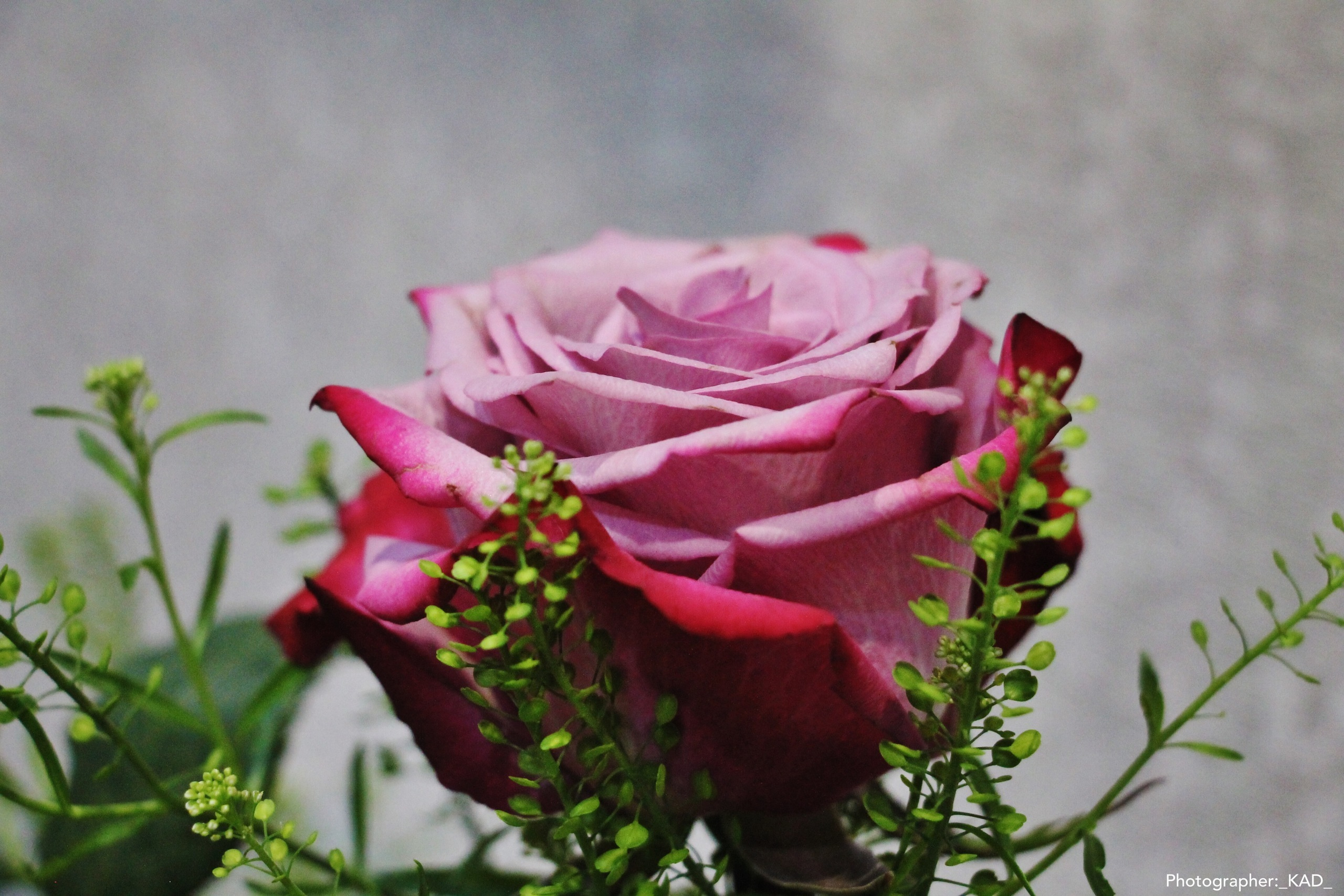 Макросъемка. Photographer K.A.D