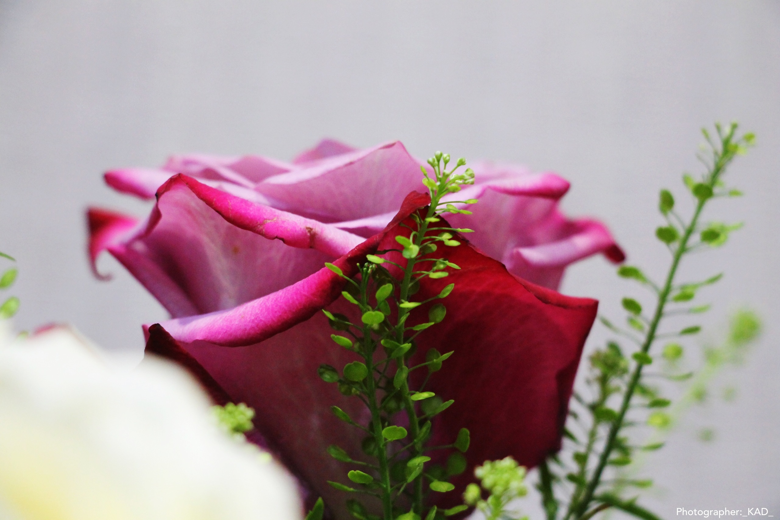 Макросъемка. Photographer K.A.D