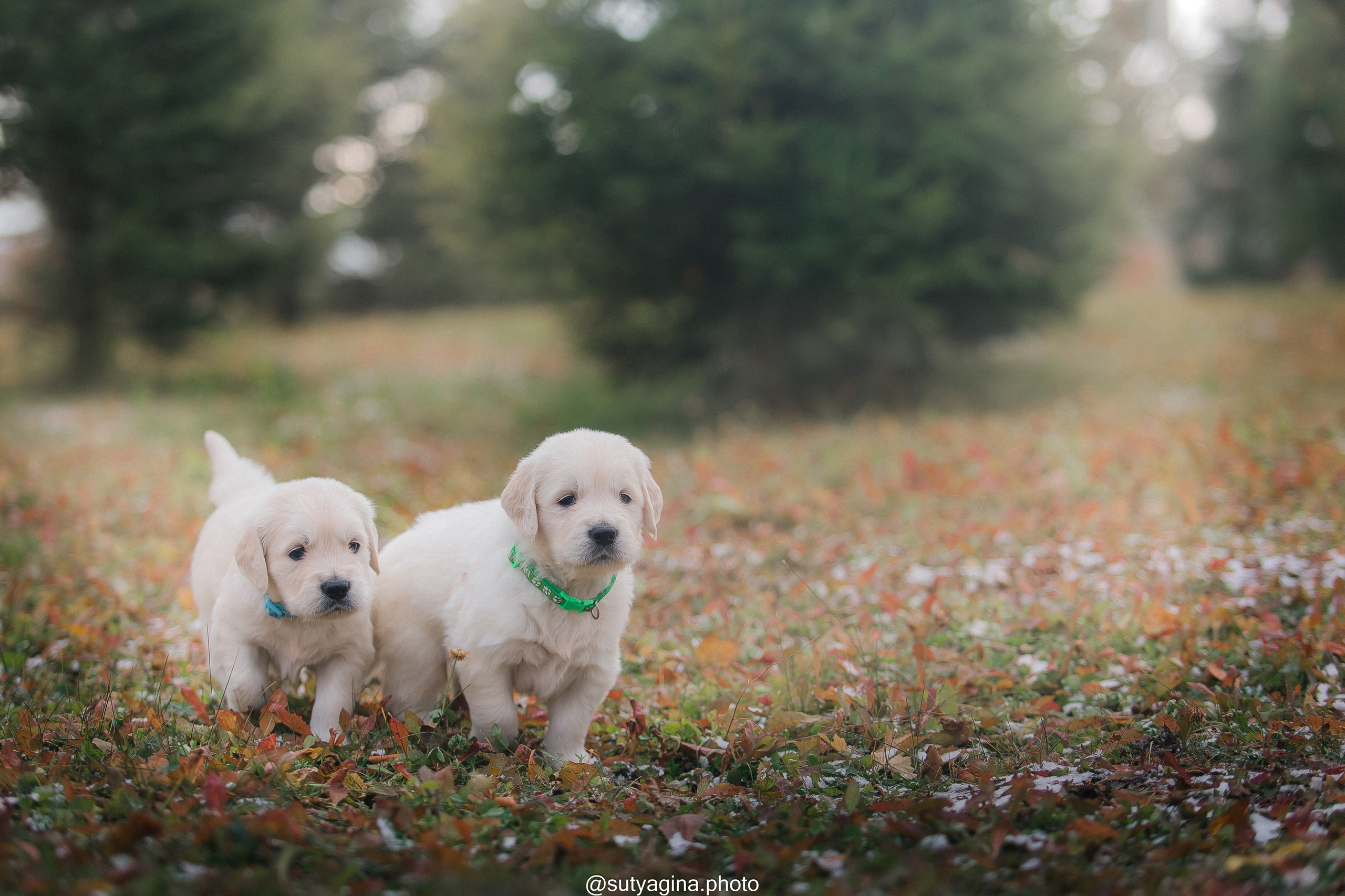 Зеленая лента. Свадебный и женский фотограф