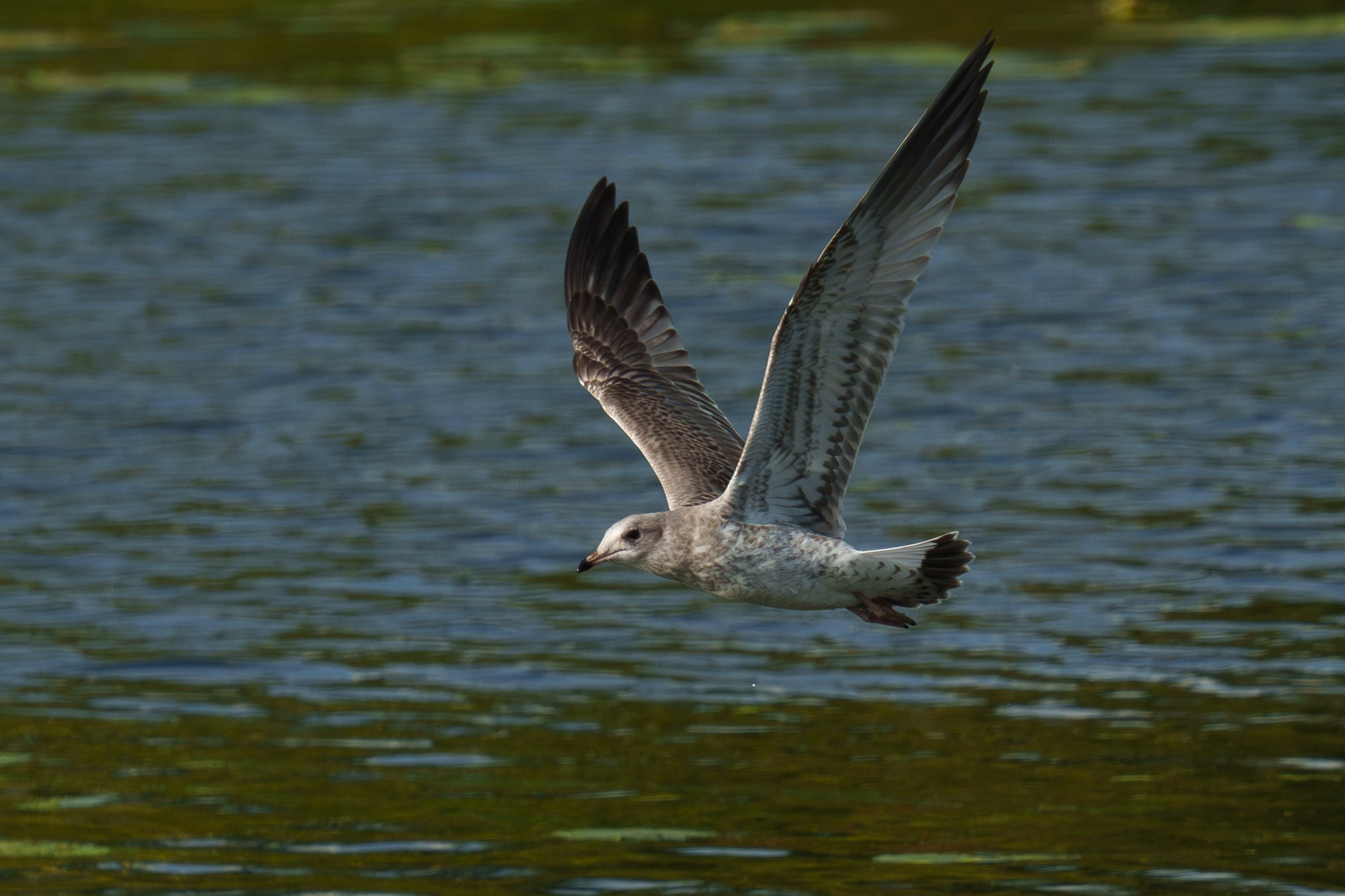 Удивительные мир птиц. Вокруг нас столько прекрасного — присмотритесь!. Ваш личный фотограф Марина Волкова