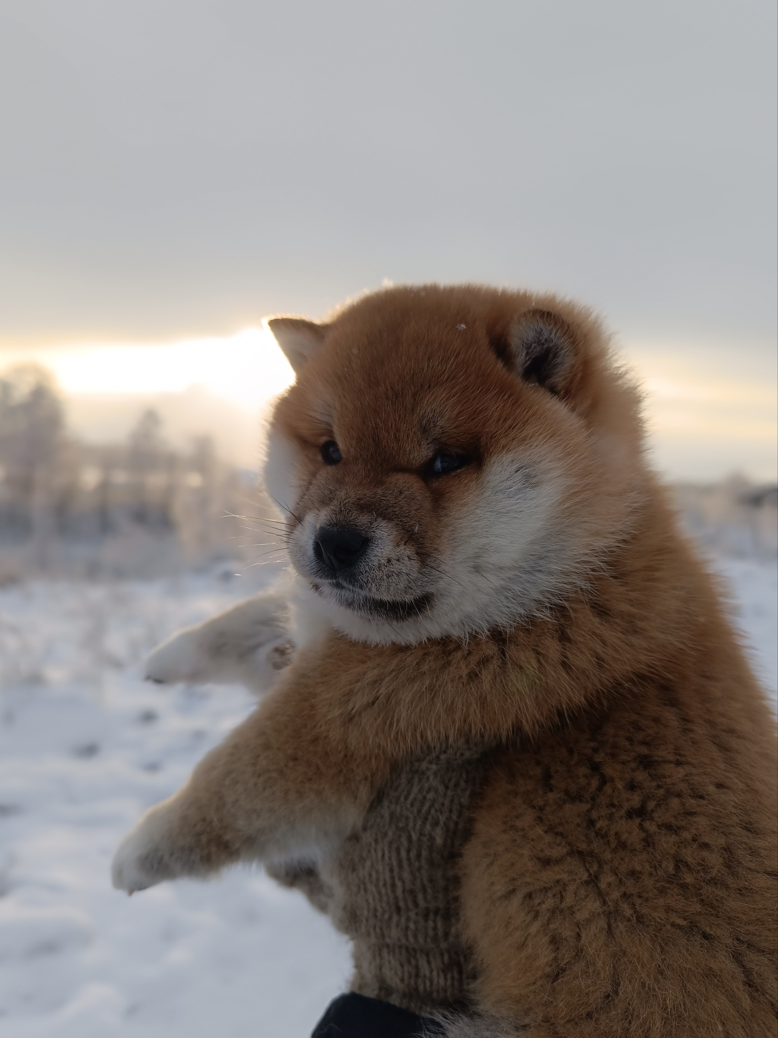 сиба питомник Рубилайт щенки на продажу rubylight  сиба щенки купить СПб Санкт-Петербург 