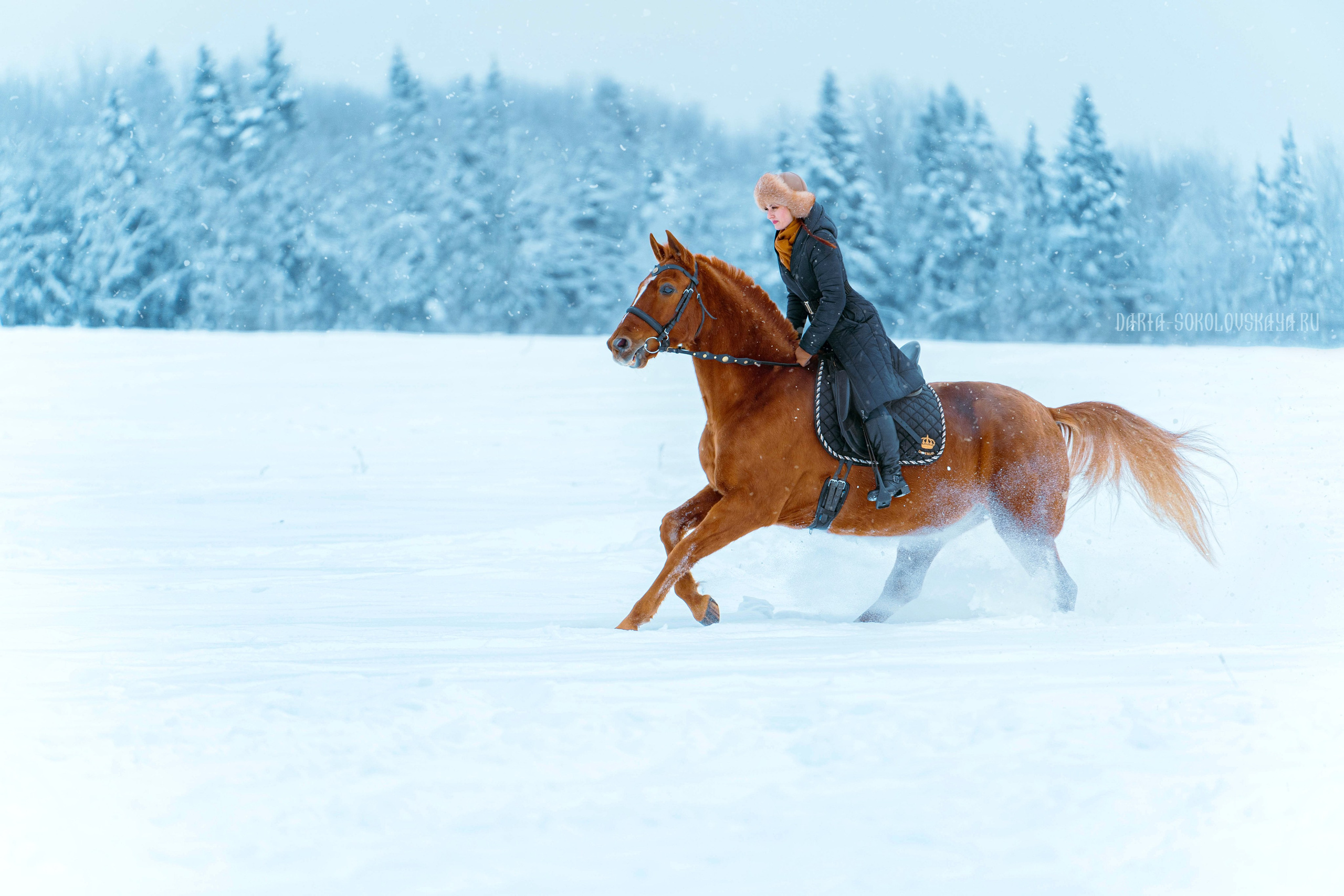 Зимнее поле. Фотограф Дарья Соколовская
