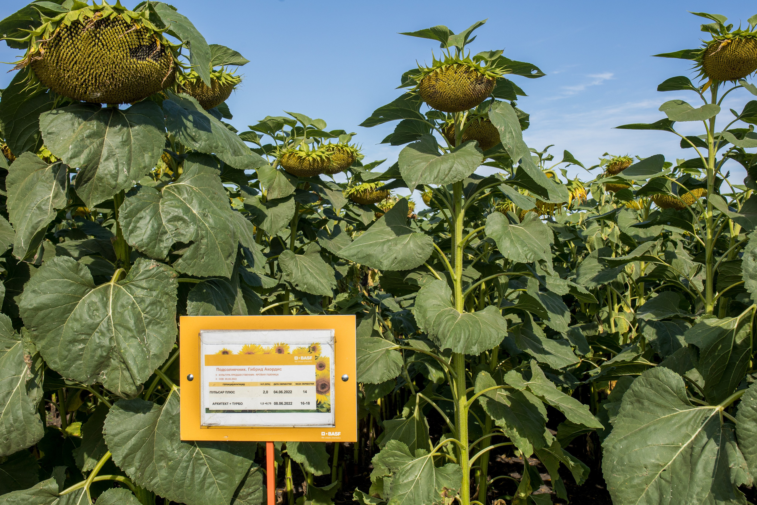 Решения для сельского хозяйства BASF 16.08.2022. Владислав Волков | Фотография и видеосъемка в Воронеже