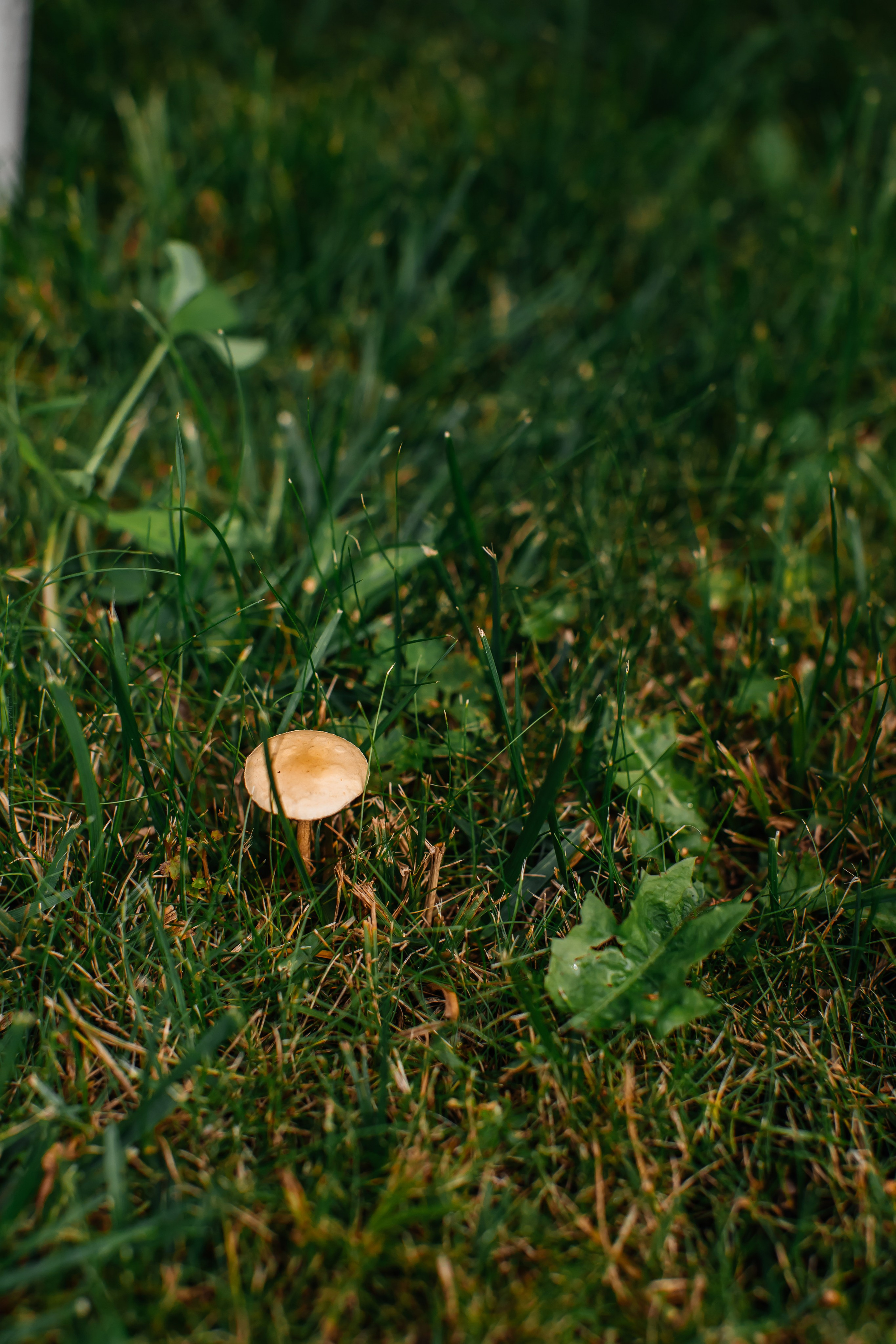 Свадьба Сергей и Ангелина. Анастасия Давыдова