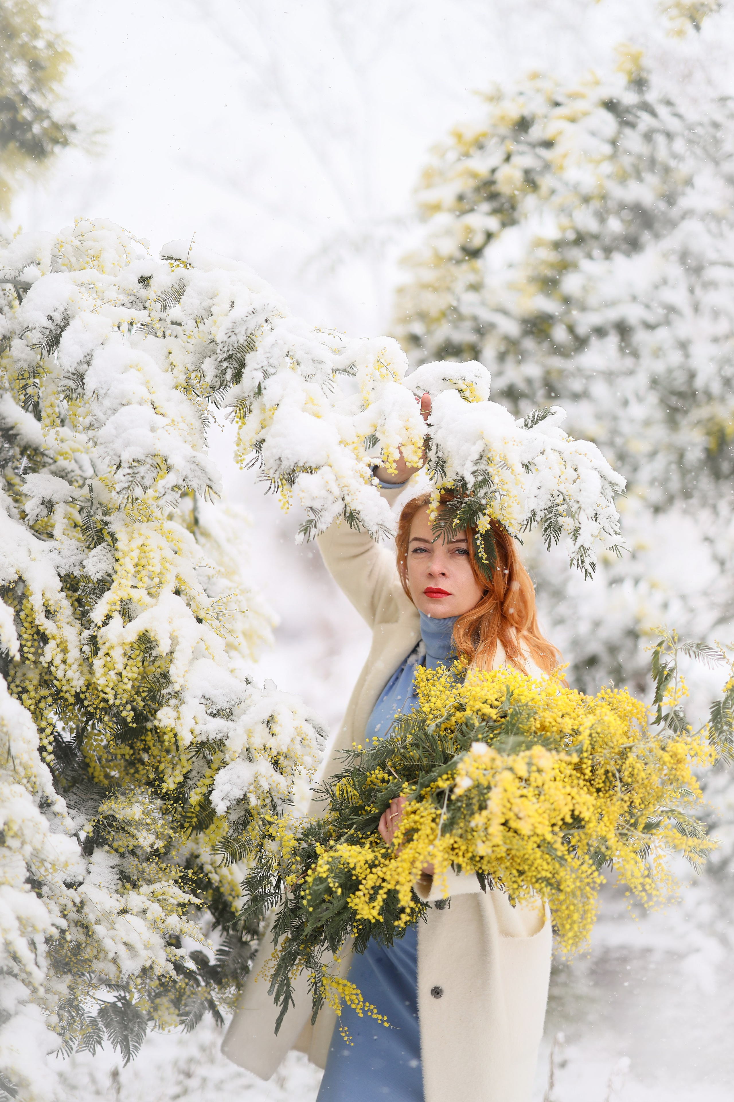 девушка с мимозой в снегу , сад мимозы в Абхазии