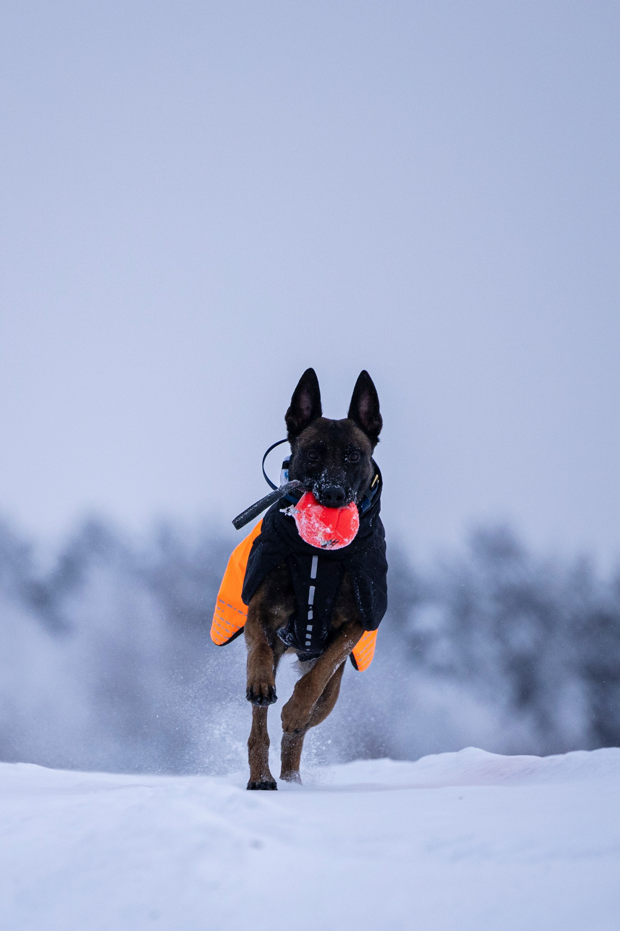 Рики и Гаруда. Фотограф-анималист Анна Маринич