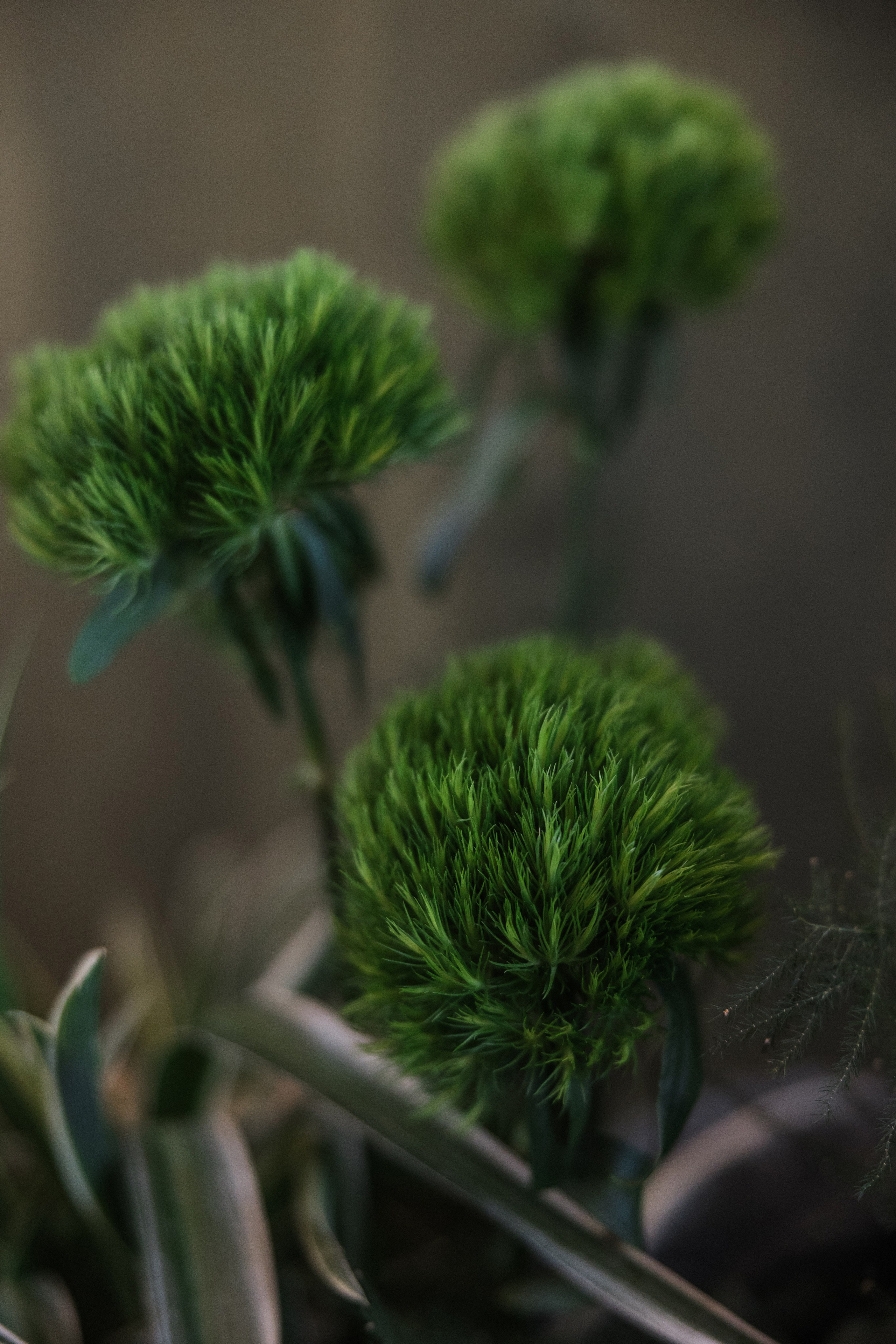 Павел и Дарья. Фотограф Айвазова Наталья Краснодар