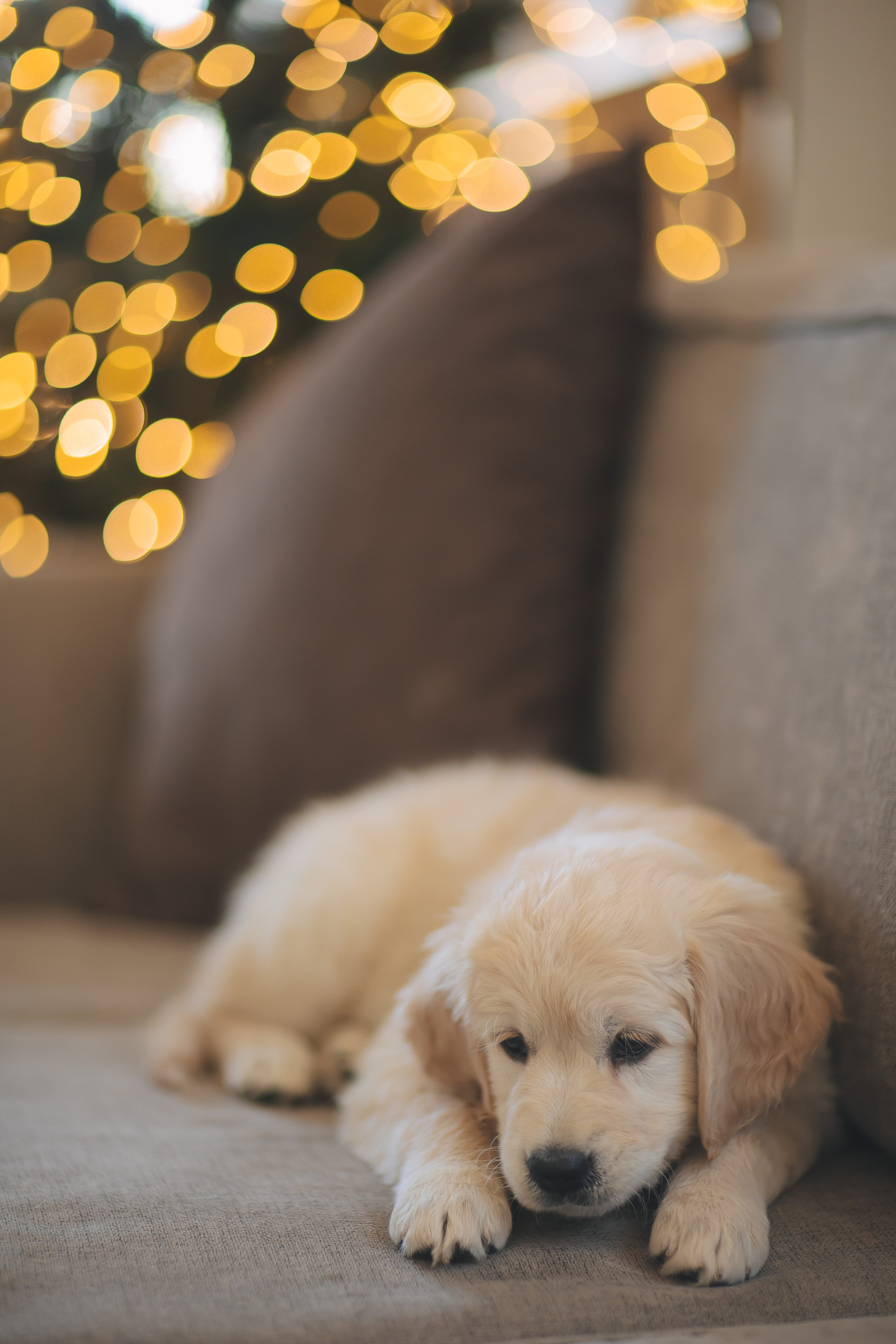 Снежик и Веста, НГ. Свадебный и женский фотограф