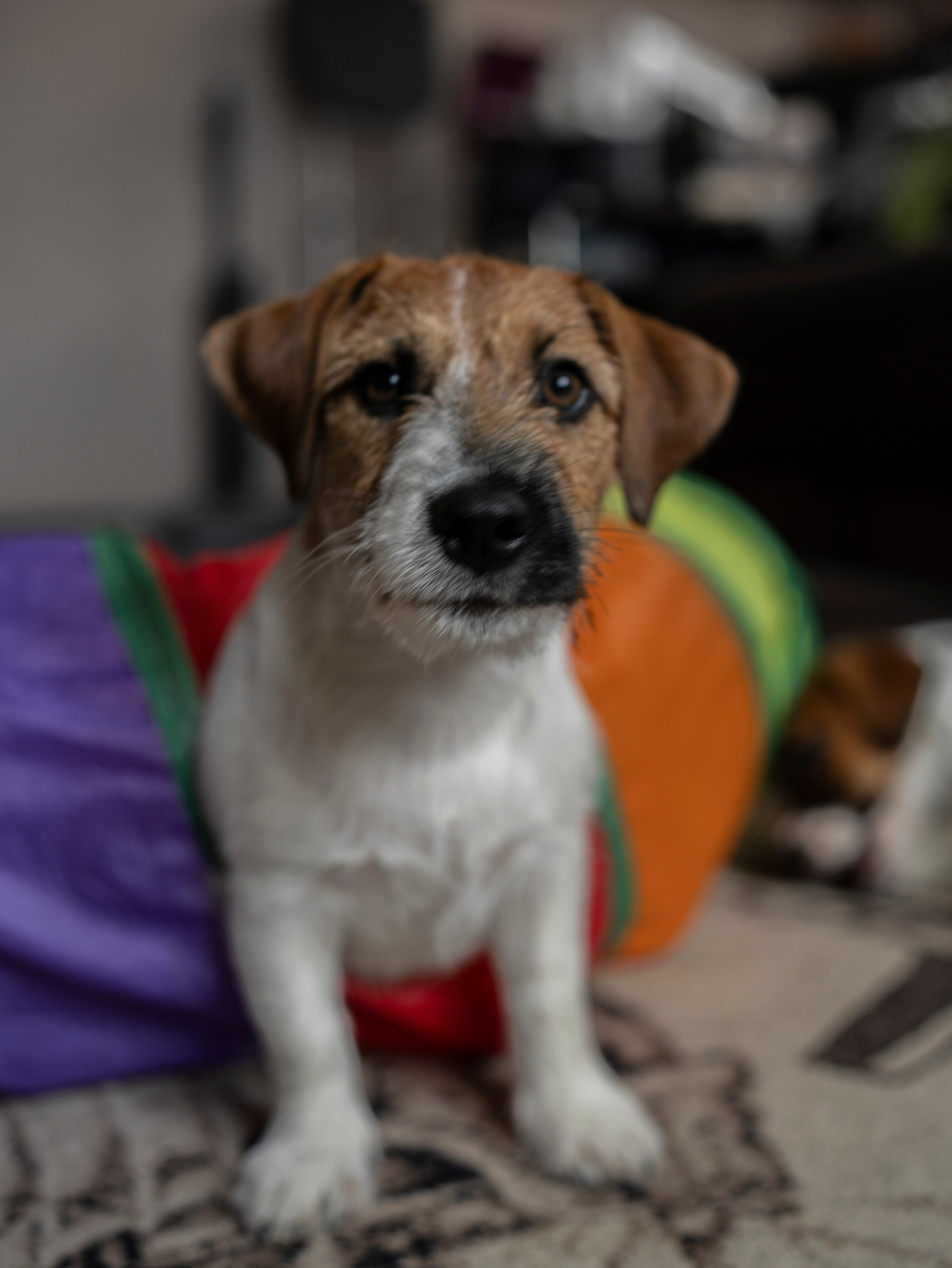 Ляля и Бандит Питомцы. Свадебный и Женский фотограф в г. Кемерово