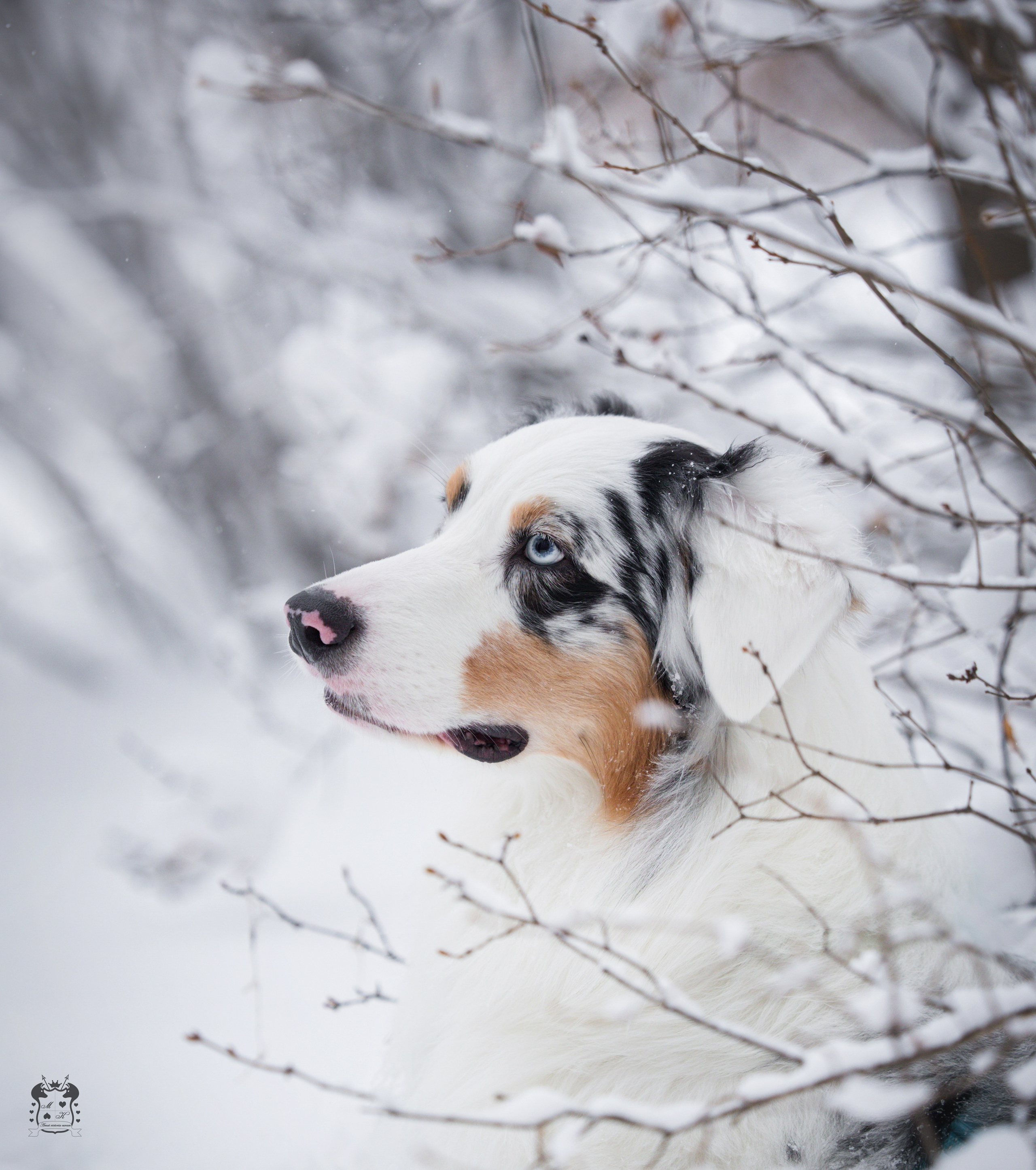Портфолио. Фотограф-анималист в Екатеринбурге Марина Шишкина