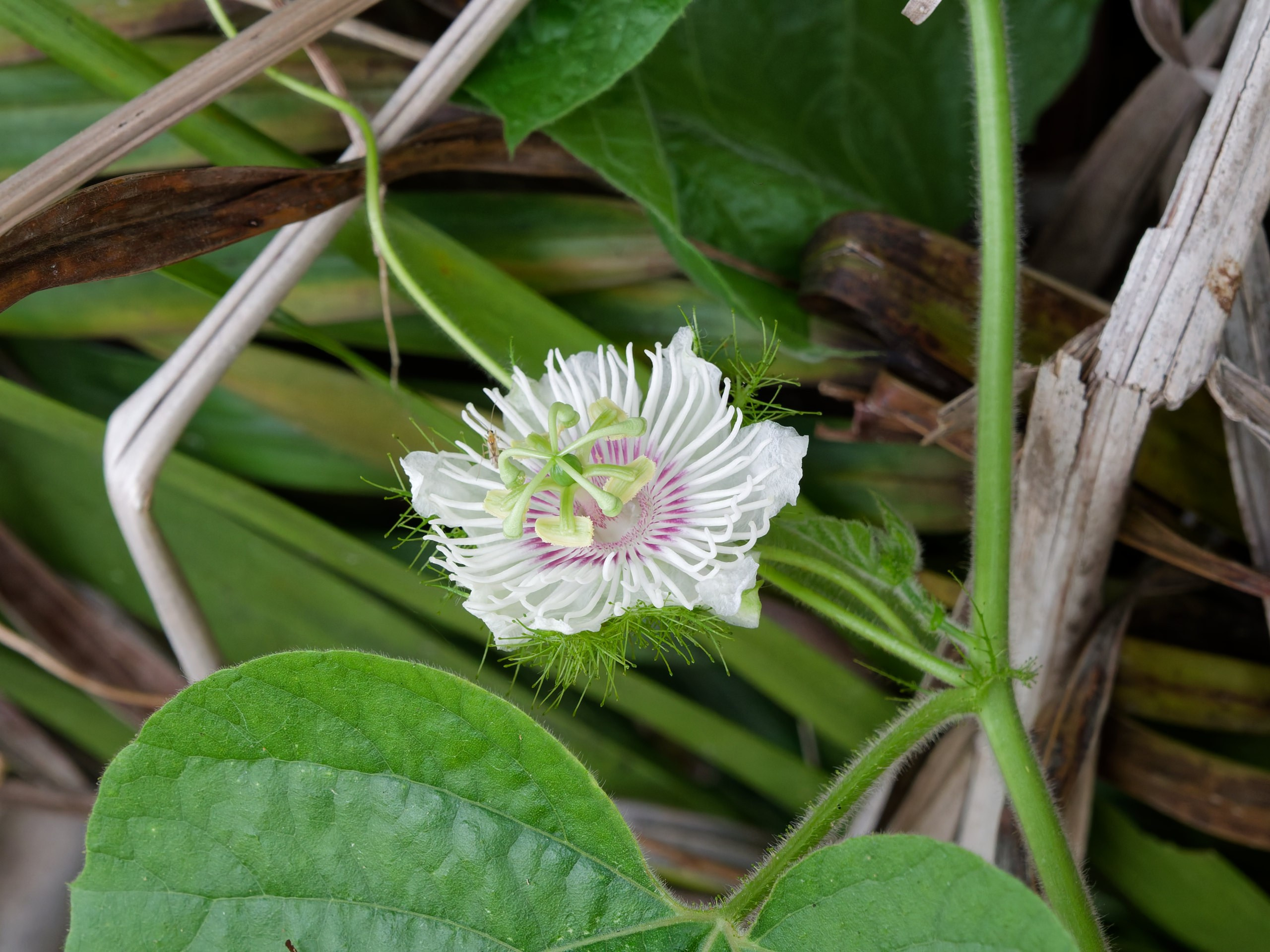 Хайнань 2026, флора, цветы и деревья. Фотопрогулки по Миру