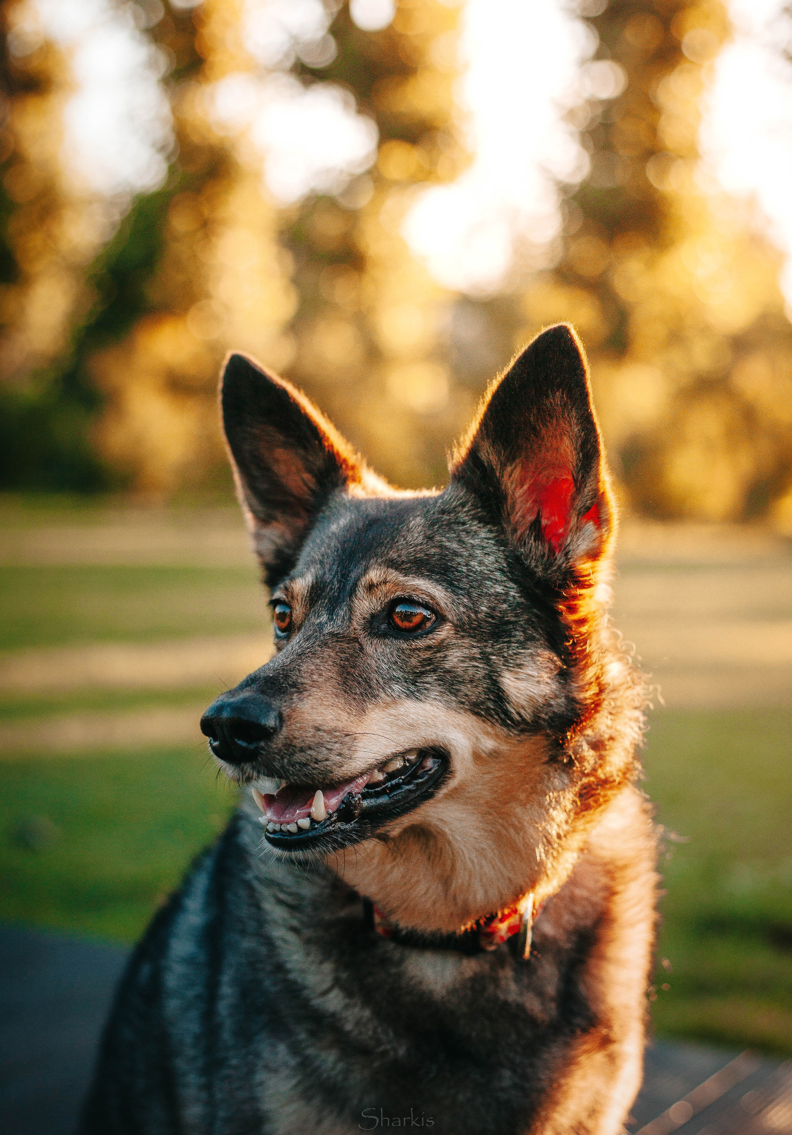 Вега и Гриша. Главная
