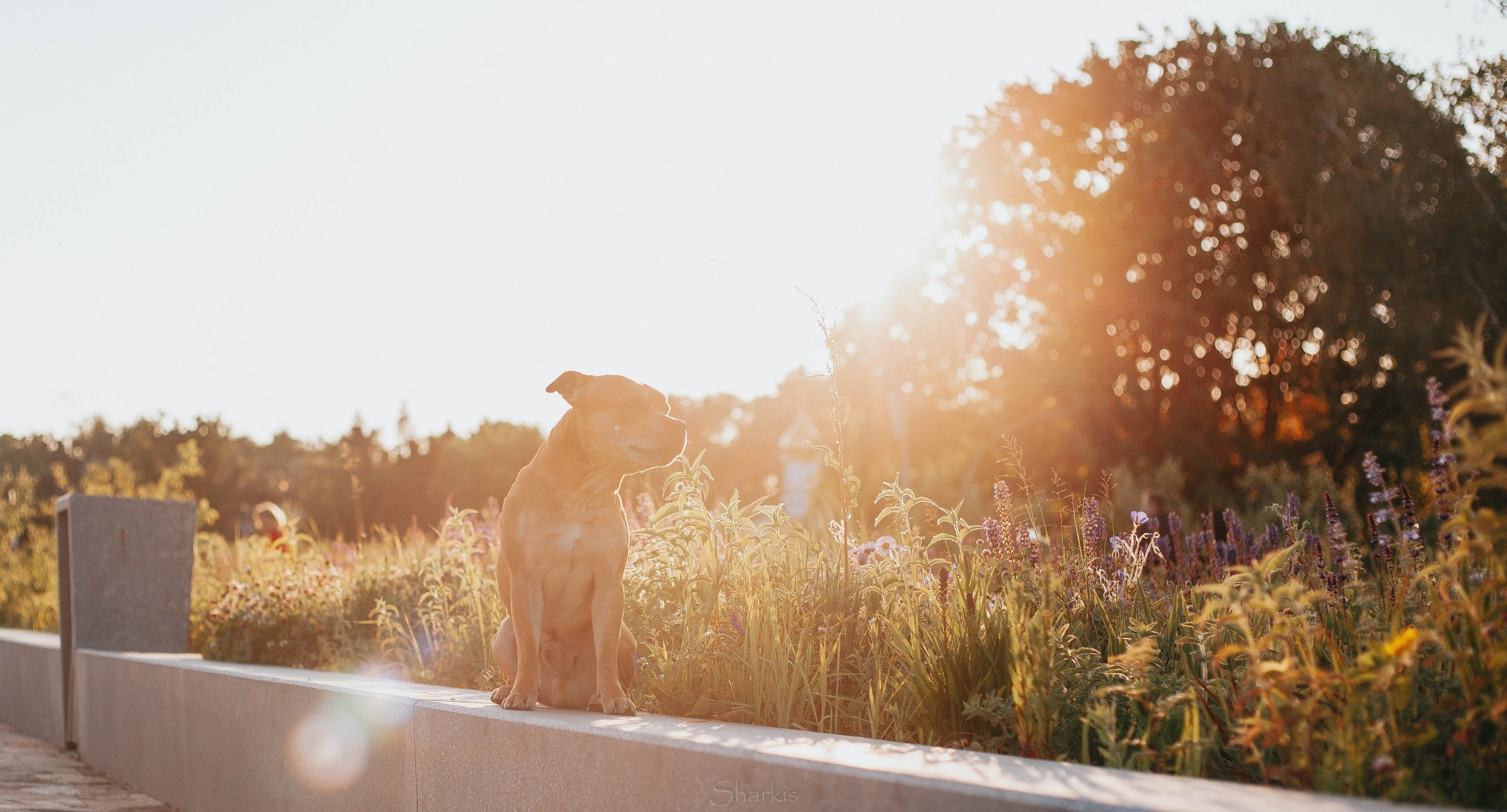 Шмель и Дрель. Фотограф Елизавета Филатова