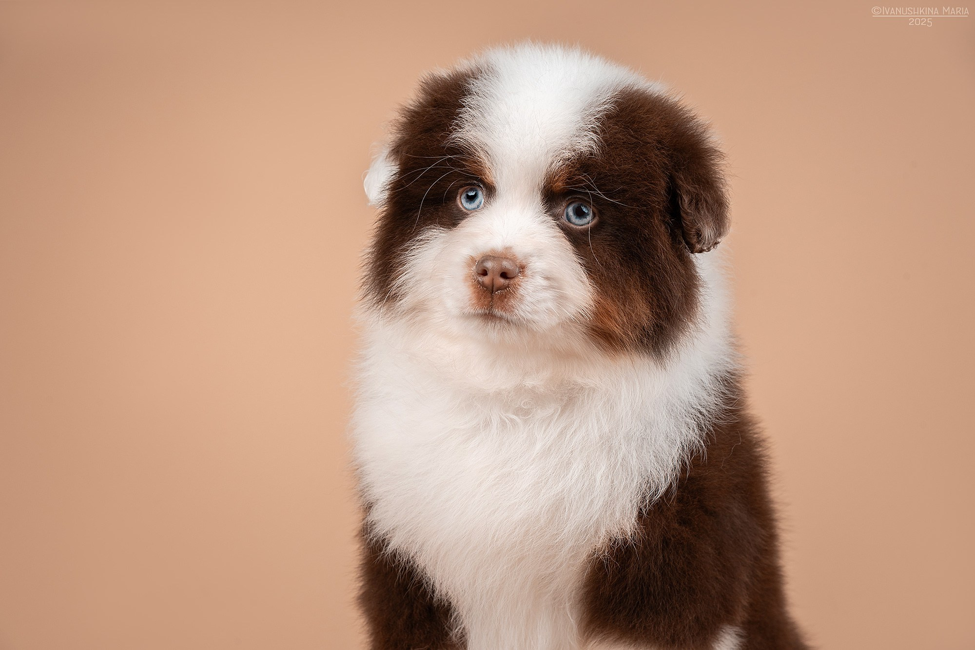 Фотосессия щенков на фонах. Фотограф собак в Москве и Московской области Иванушкина Мария