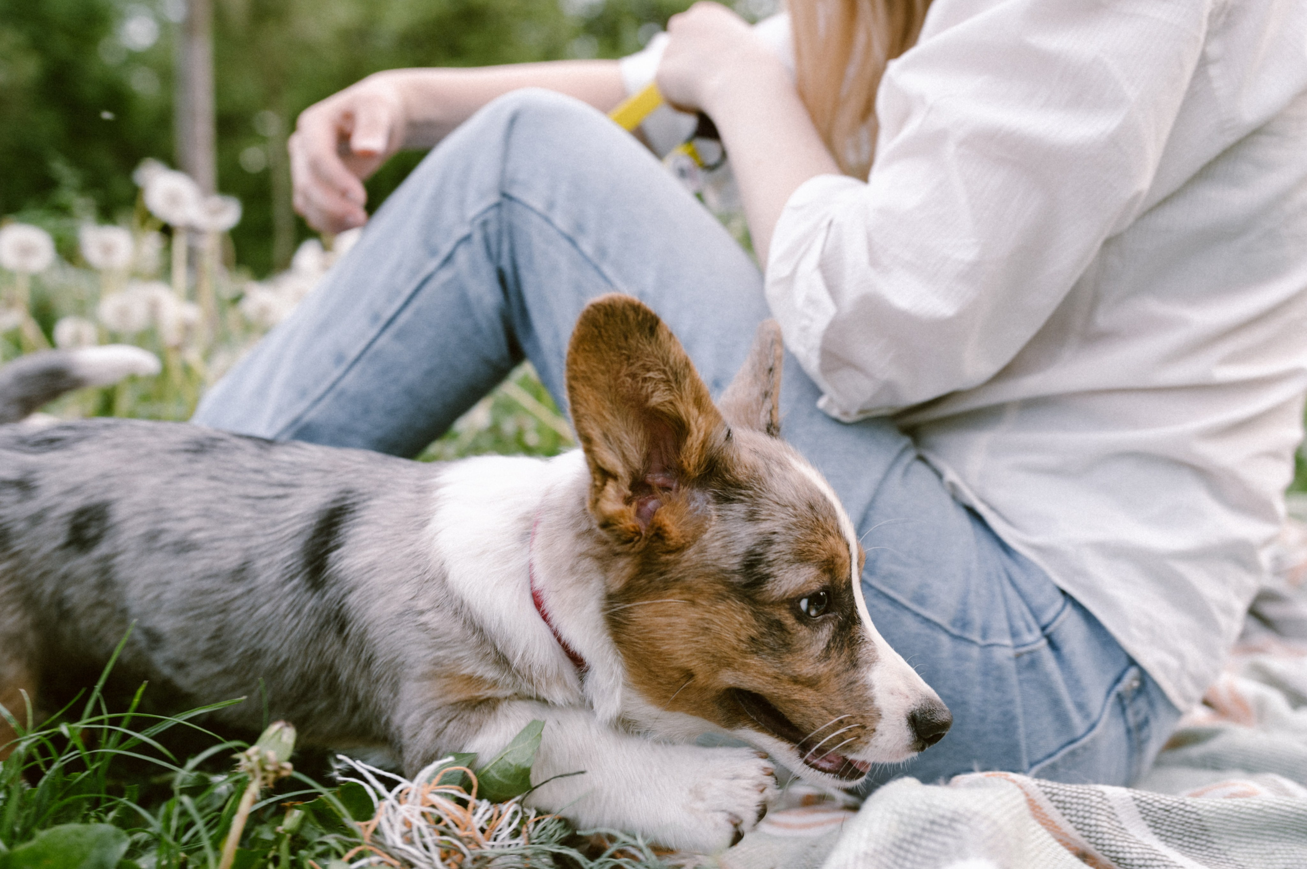 Настя и её семья. Фотограф анималист в Москве Ольга Агушева