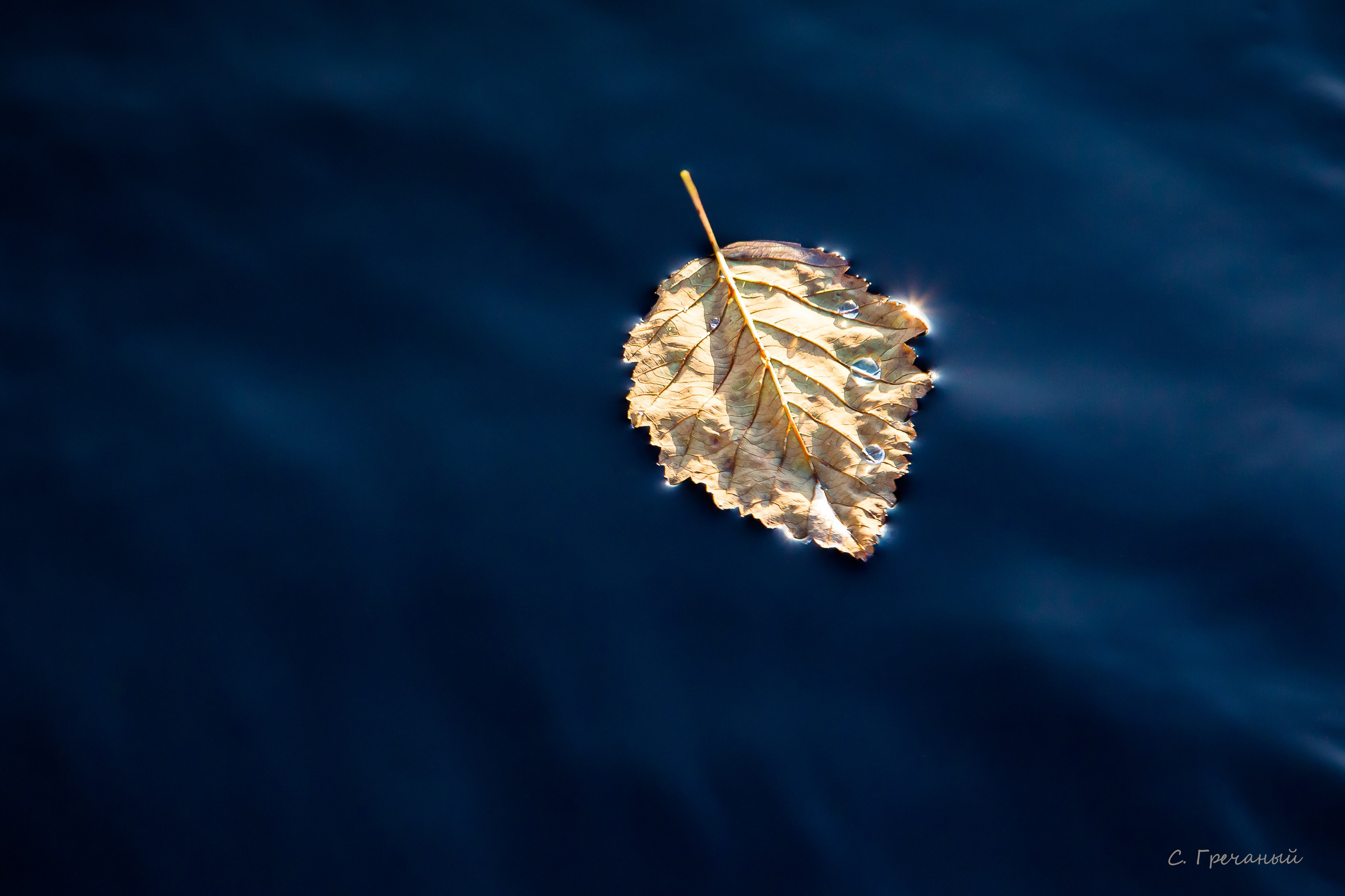 Мир растений. Пейзажи Крайнего Севера. Баренцево море, Рыбачий, Средний, Немецкий