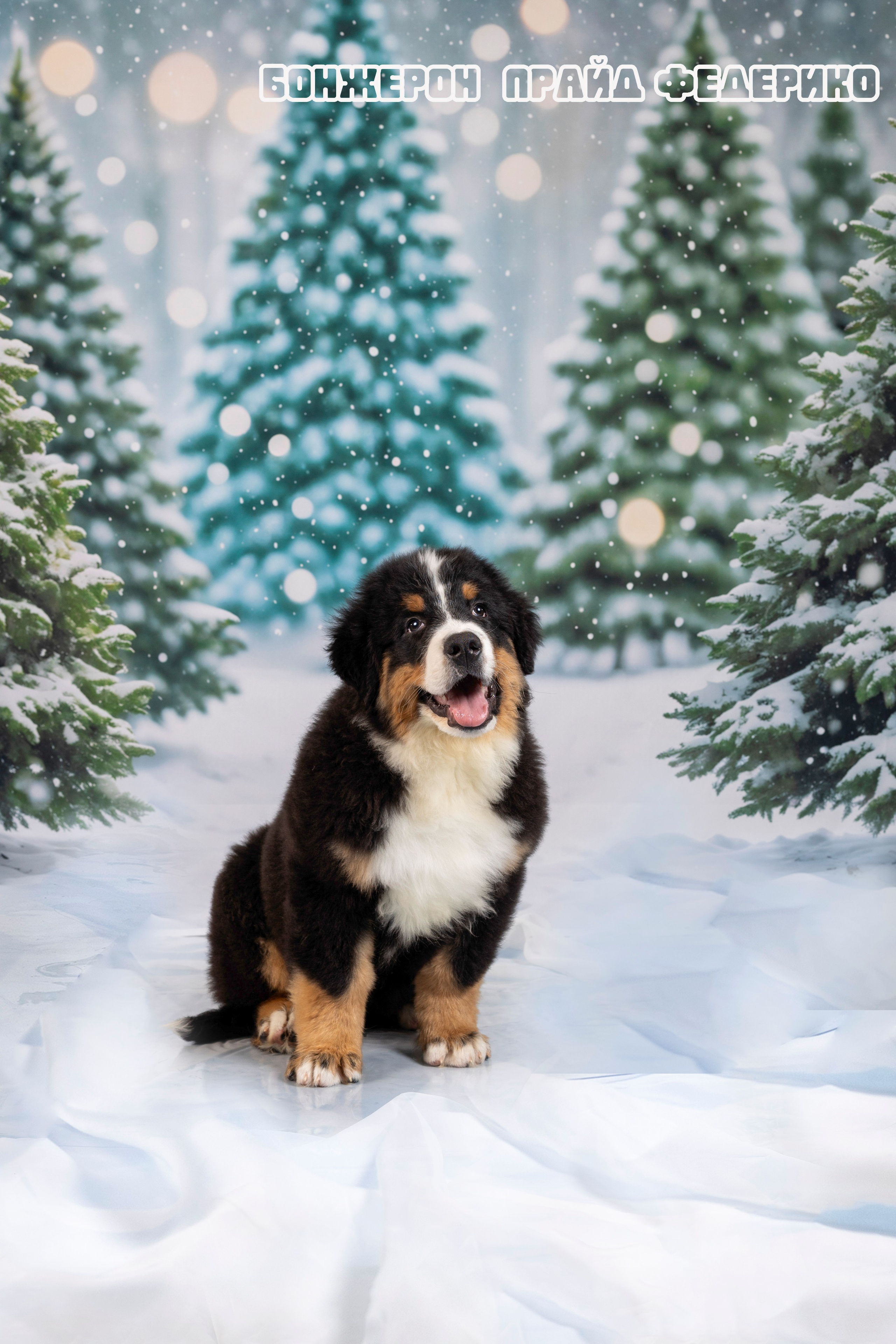 Бонжерон прайд. Фотограф 📸 семейный, предметный, репортажный