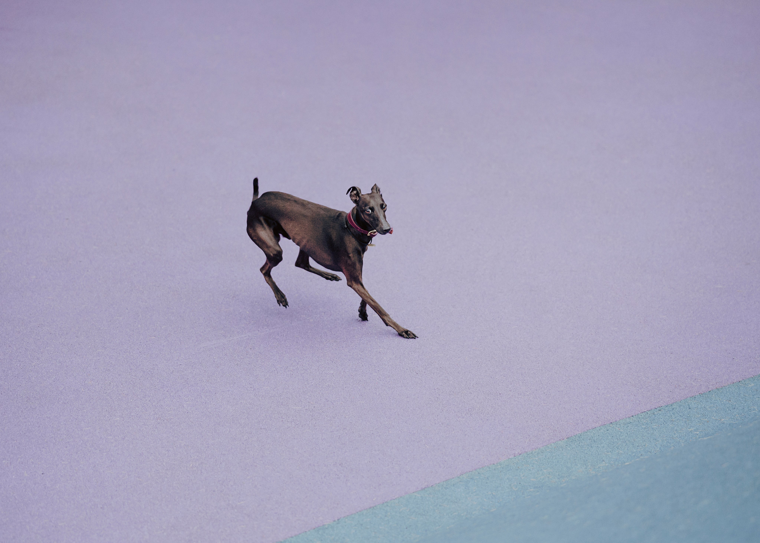 Дофи. Фотограф- анималист Александра Матвеева