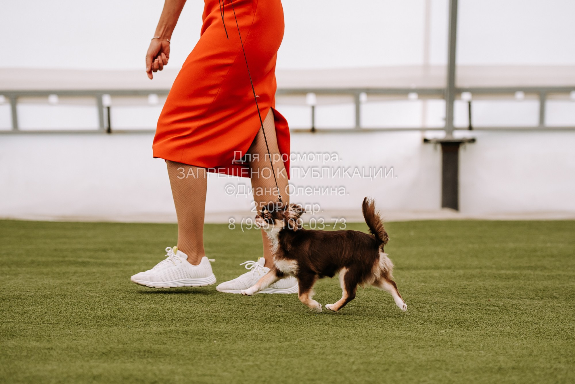 Выставка собак Красноярск 2.06. Фотограф Диана Оленина Красноярск / Братск