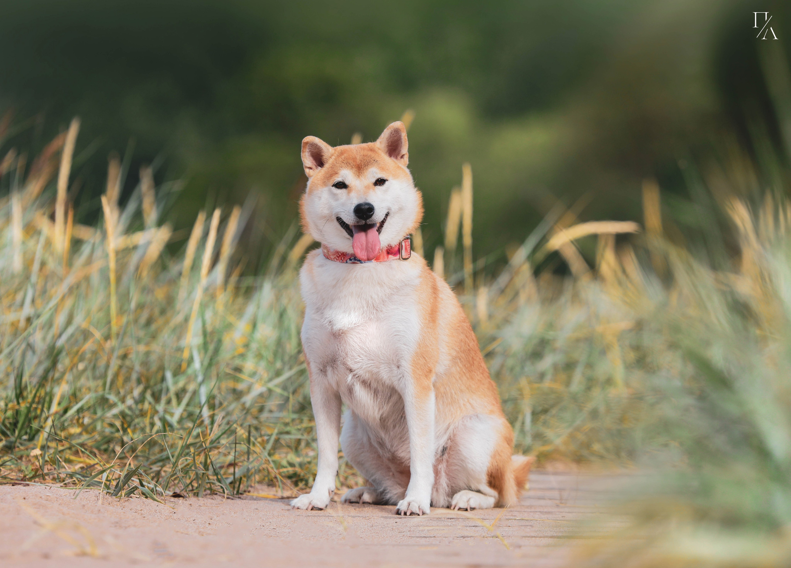 Прогулочные фотосъёмки Финский залив. Фотограф-анималист Павлова Любовь
