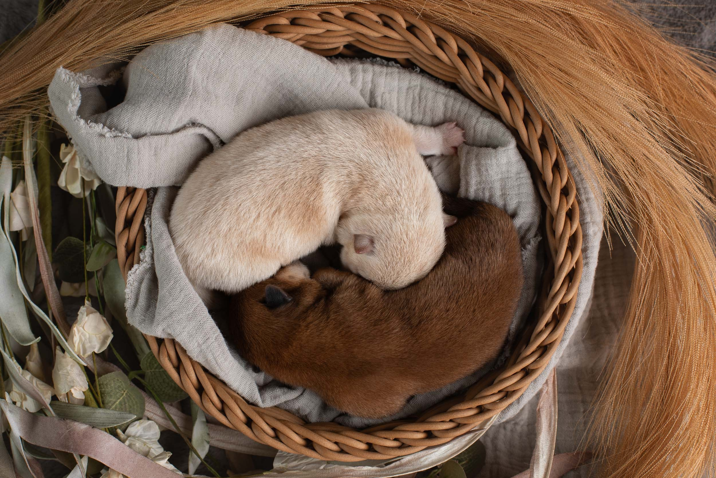 Ньюборн съемка для помета новорожденных щенков мамесиба. Фотограф-анималист в Москве и Московской области Татьяна Фролова