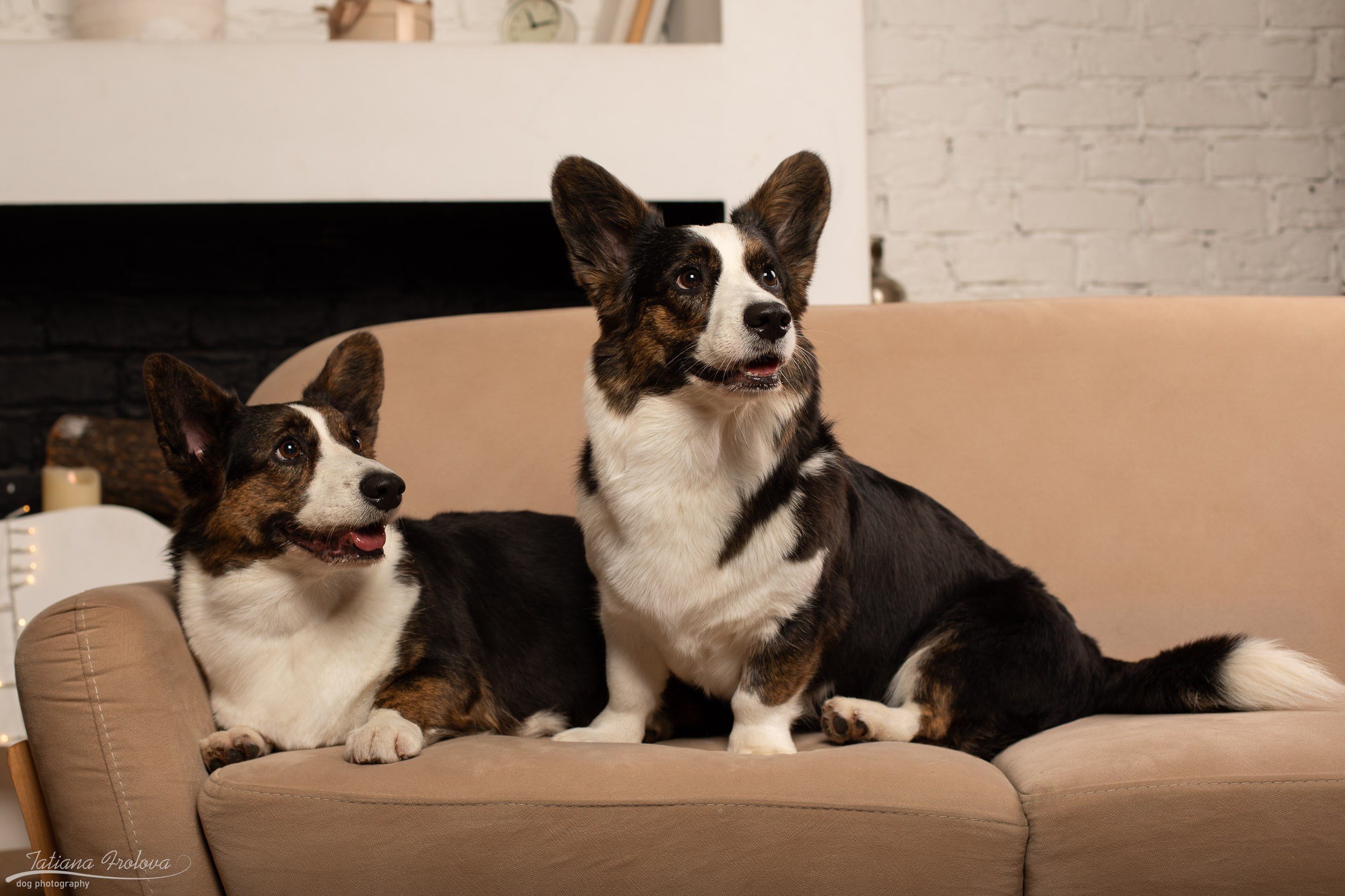 Фотосессия с собаками на новогоднюю тему в студии. Фотограф-анималист в Москве и Московской области Татьяна Фролова