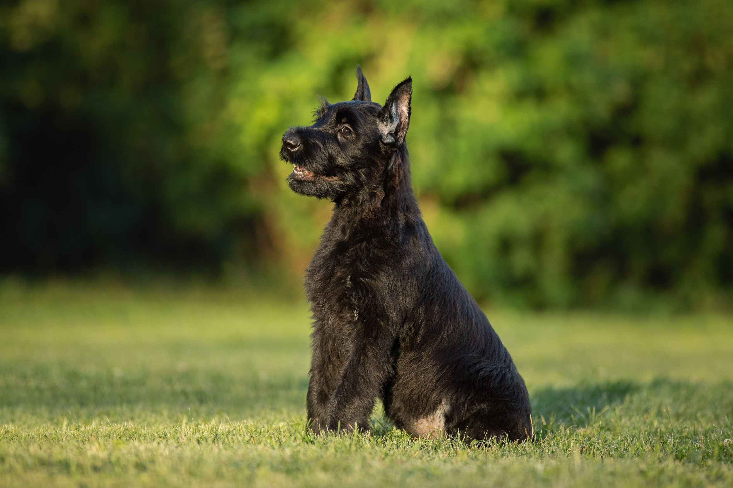 Уличная съемка щенков ризеншнауцера. Фотограф-анималист в Москве и Московской области Татьяна Фролова