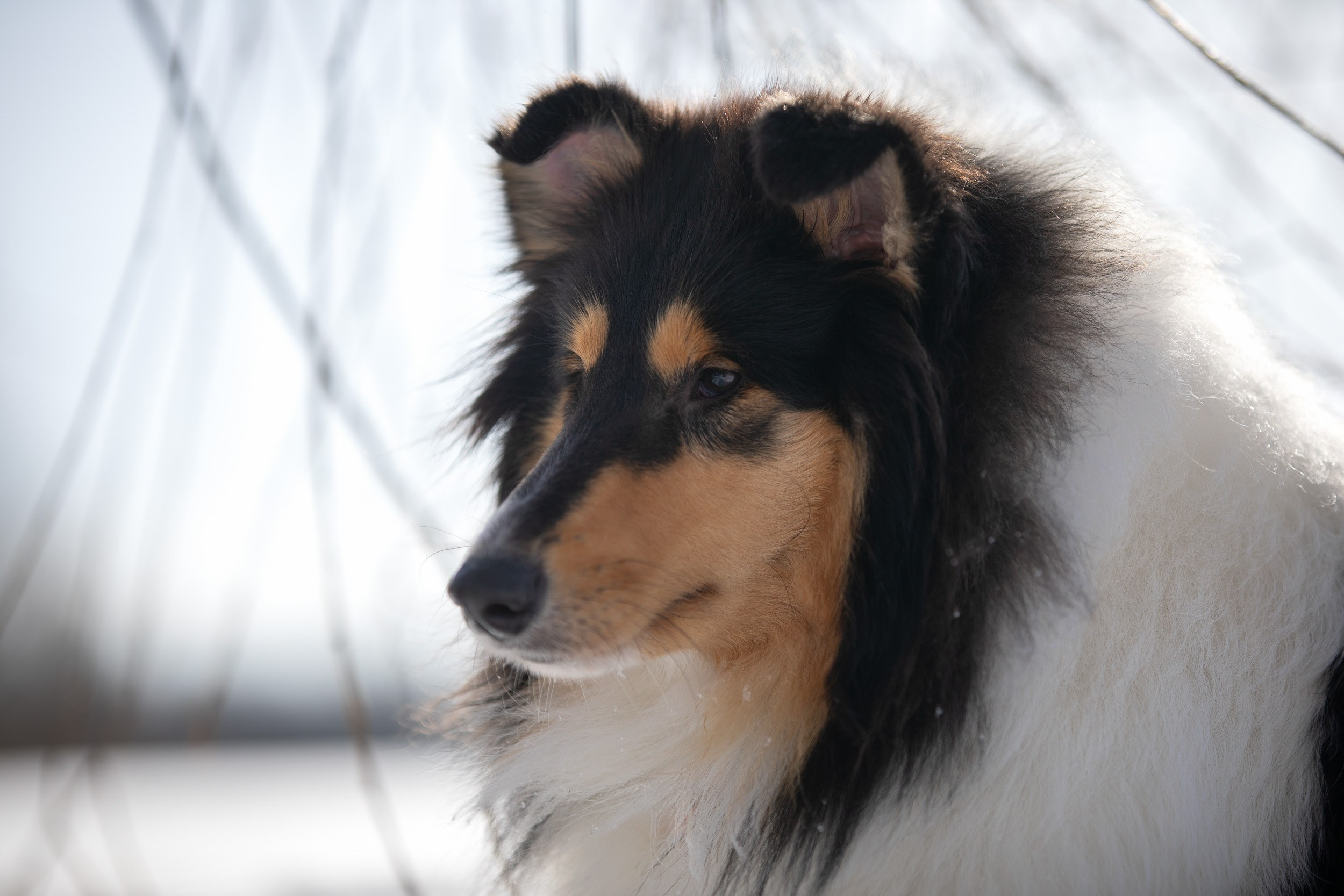 Фотопрогулка с собаками в Царицыно. Фотограф-анималист в Москве и Московской области Татьяна Фролова